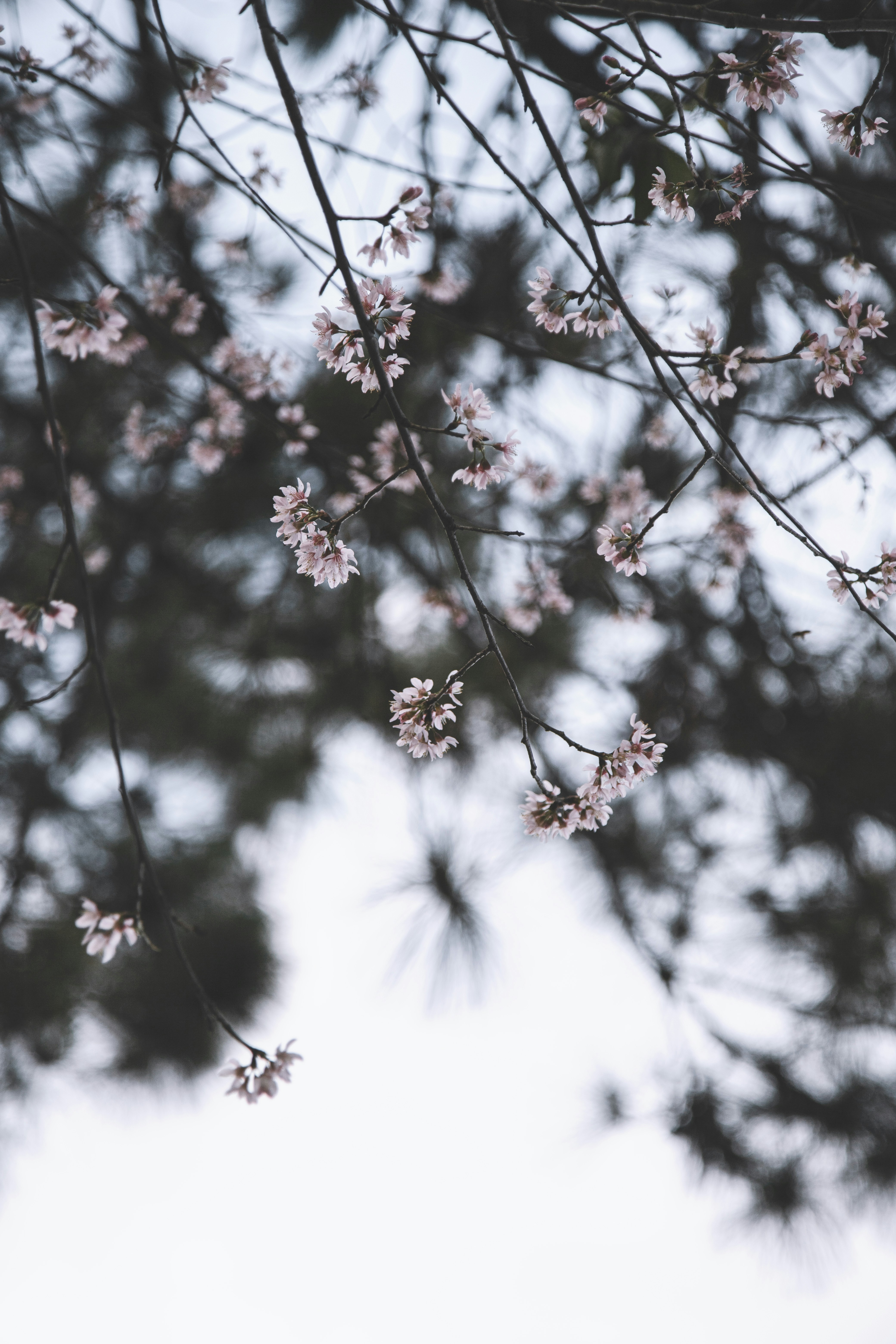 Photo by huy_nguyen_minh