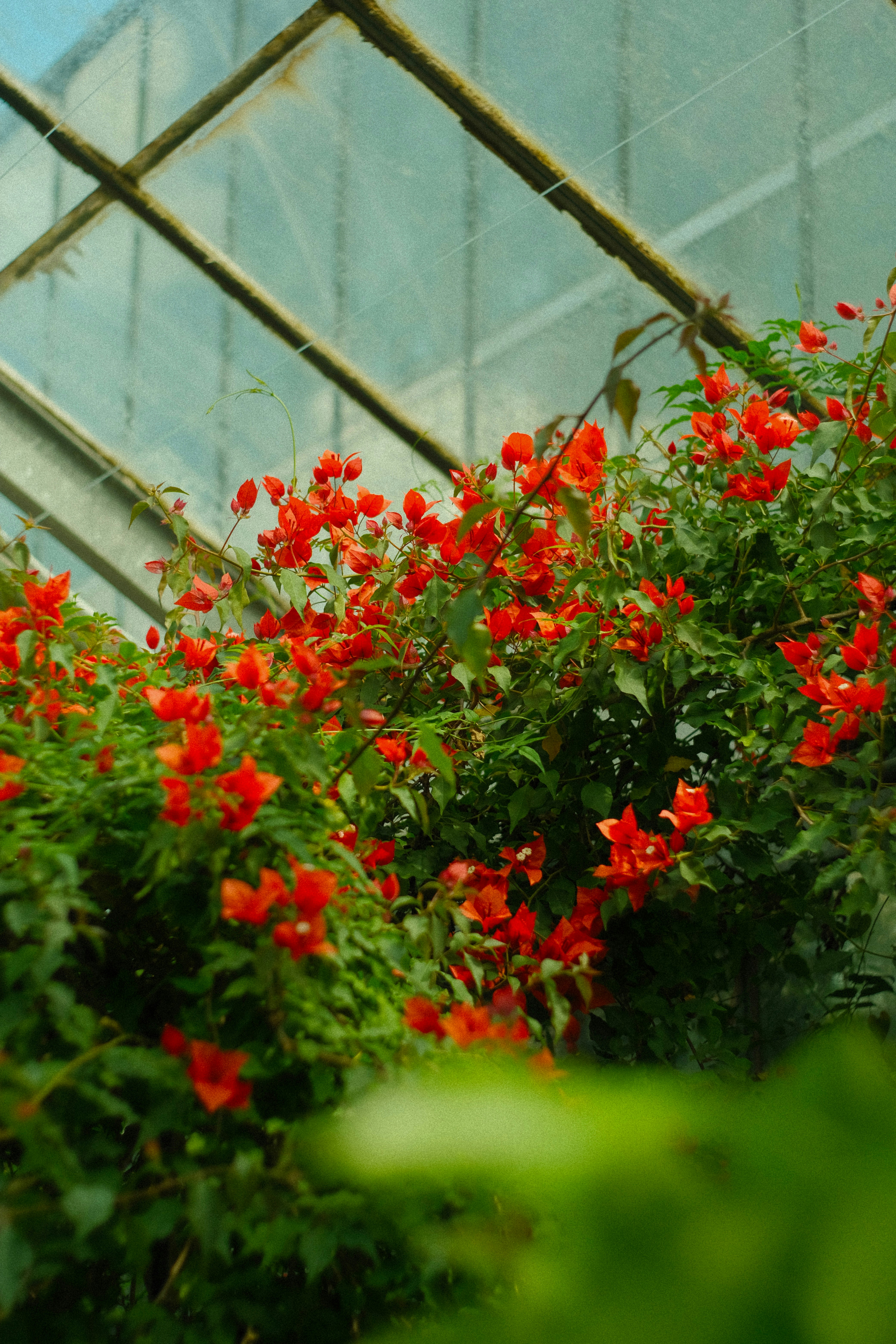 Red flowers growing inside of a green house
