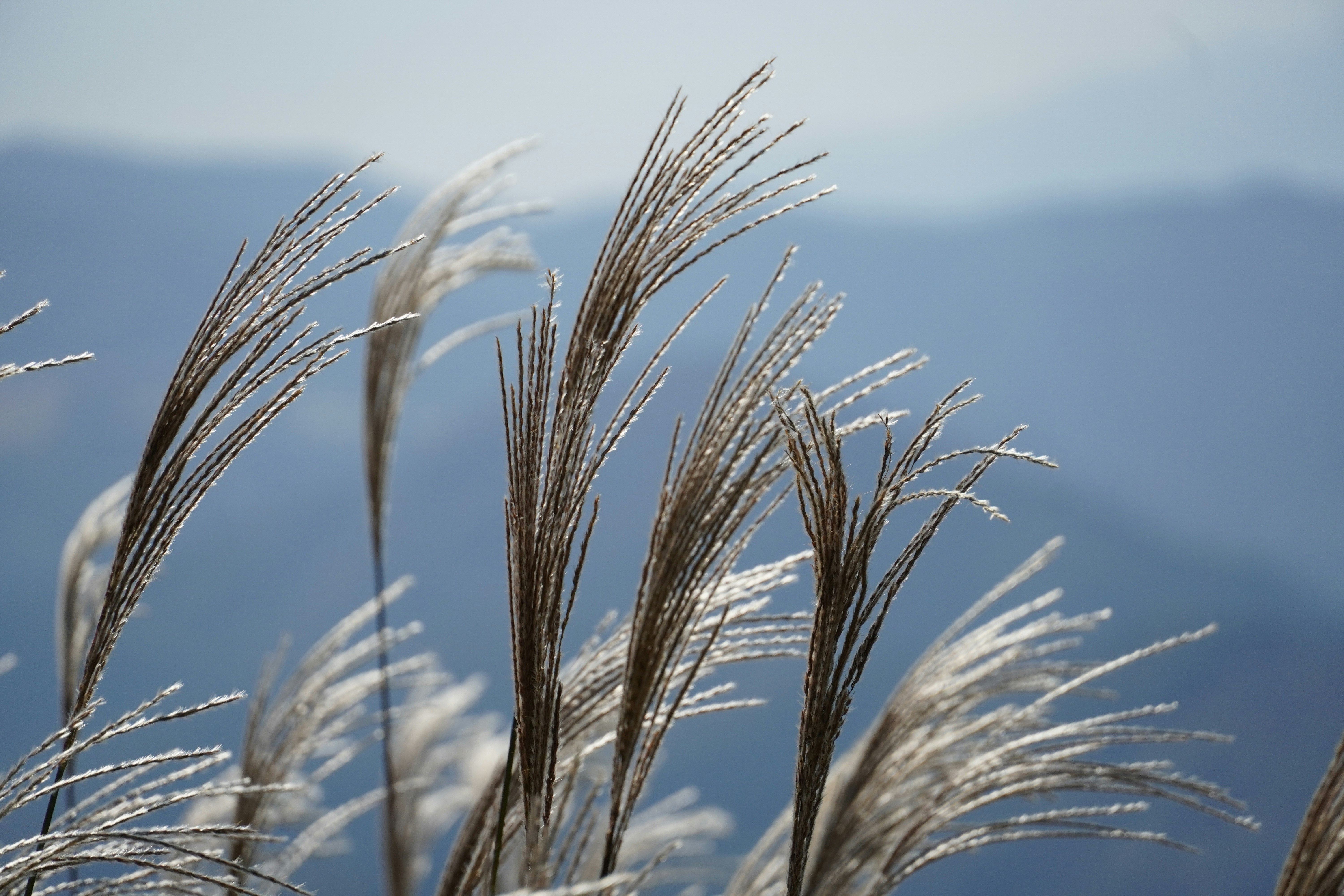 Photo by dsnphotography