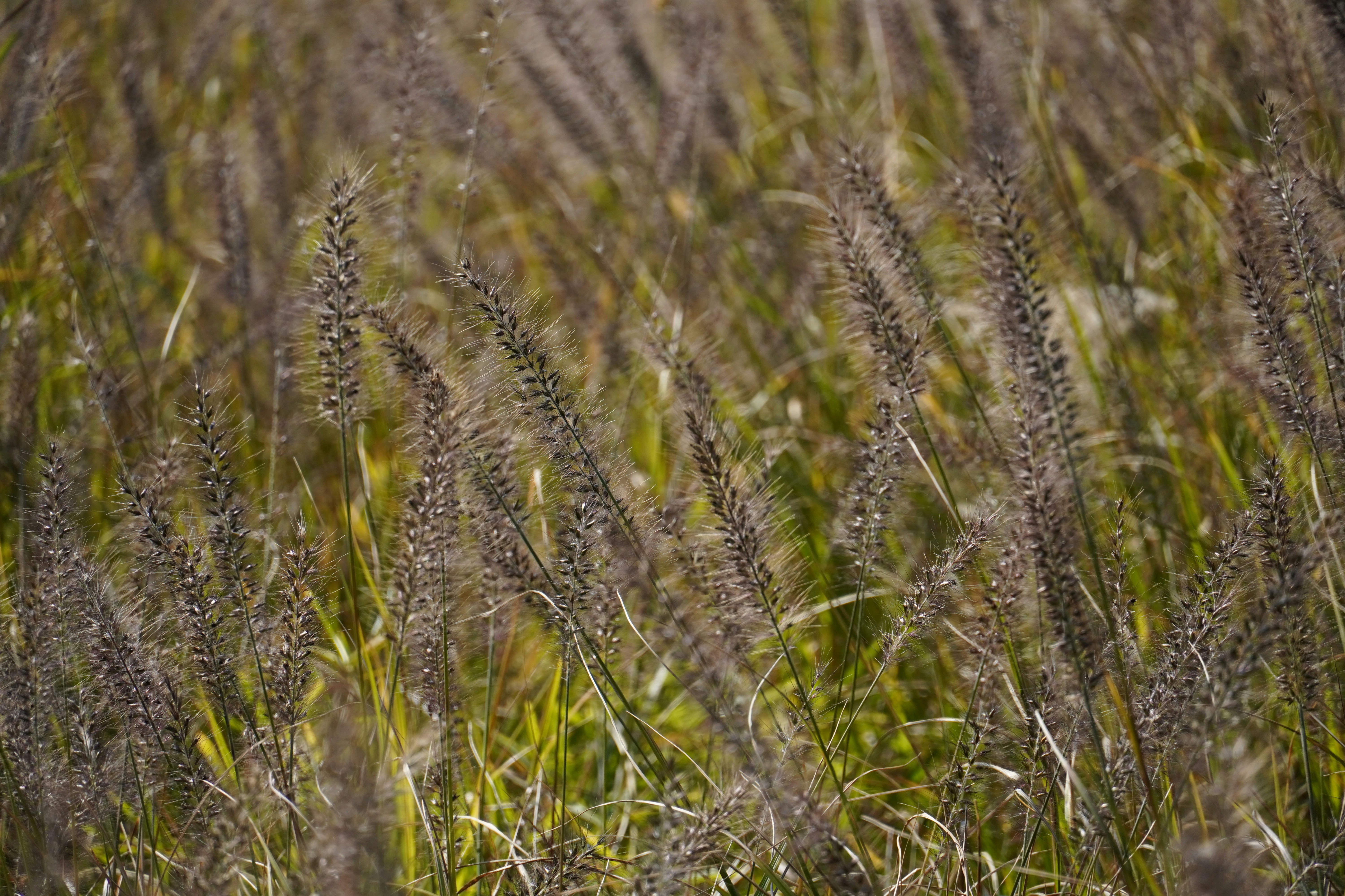 Photo by dsnphotography