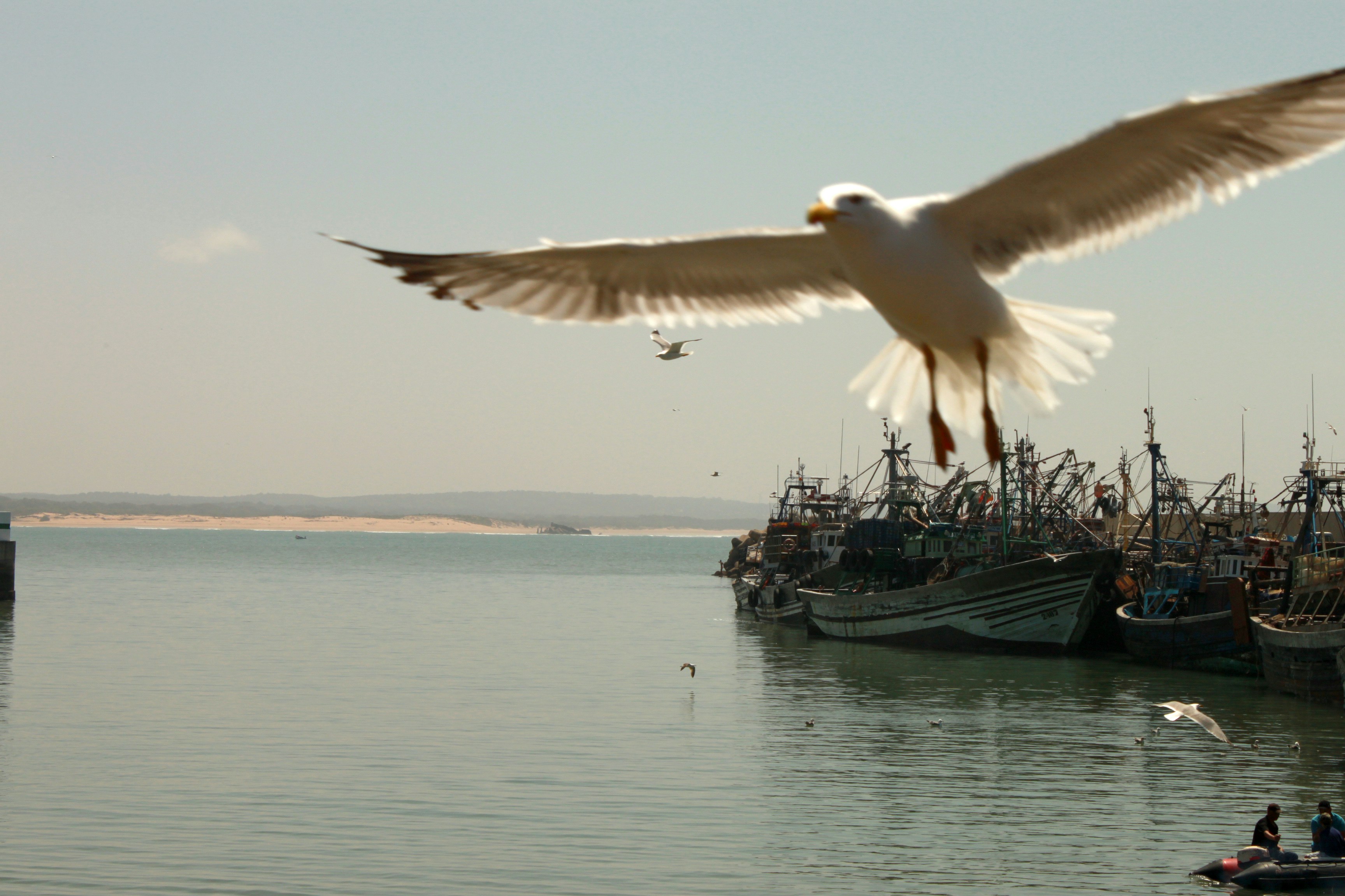 A seagull flying over a harbor full of boats