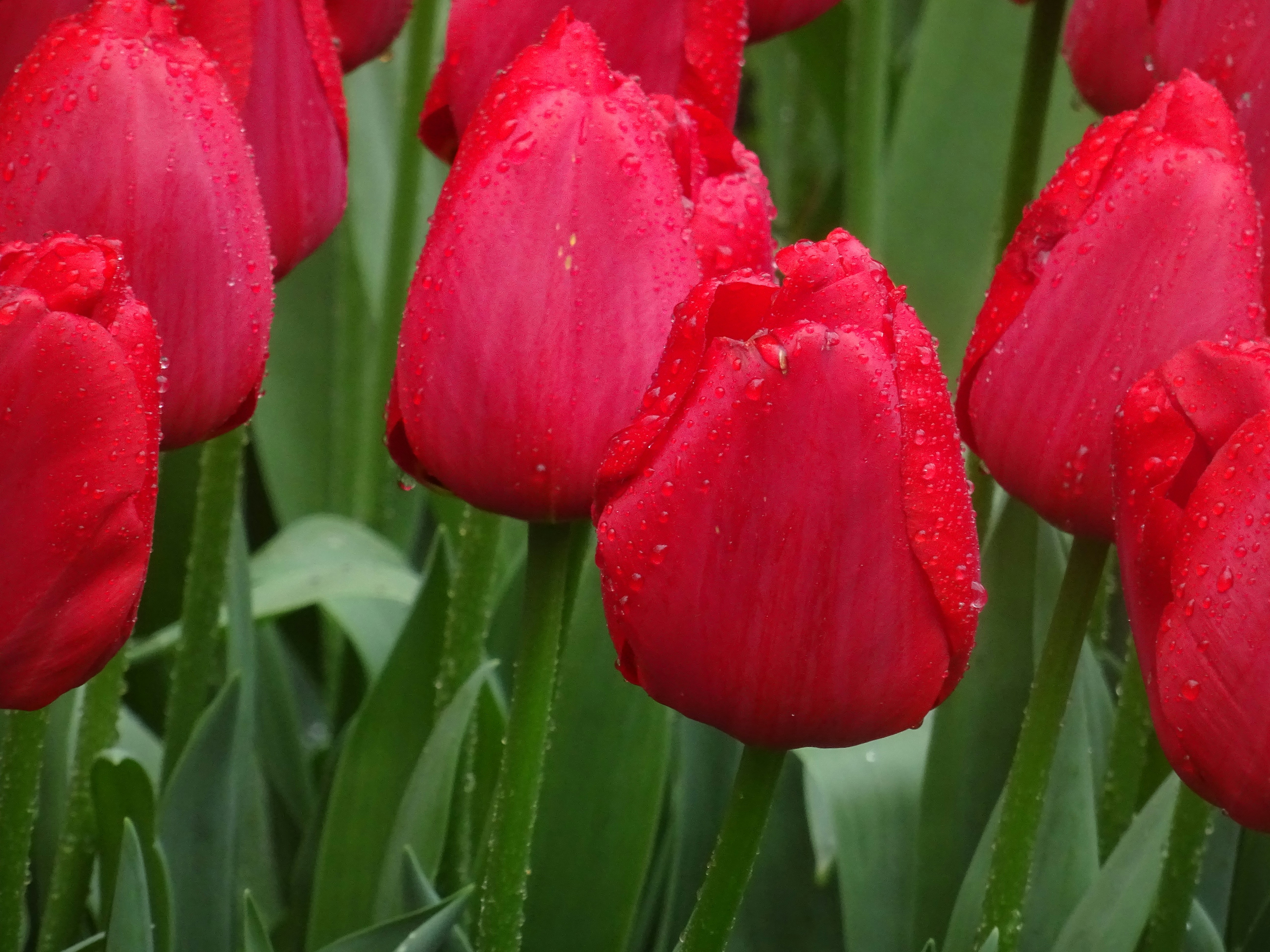 Afbeelding van Lisse