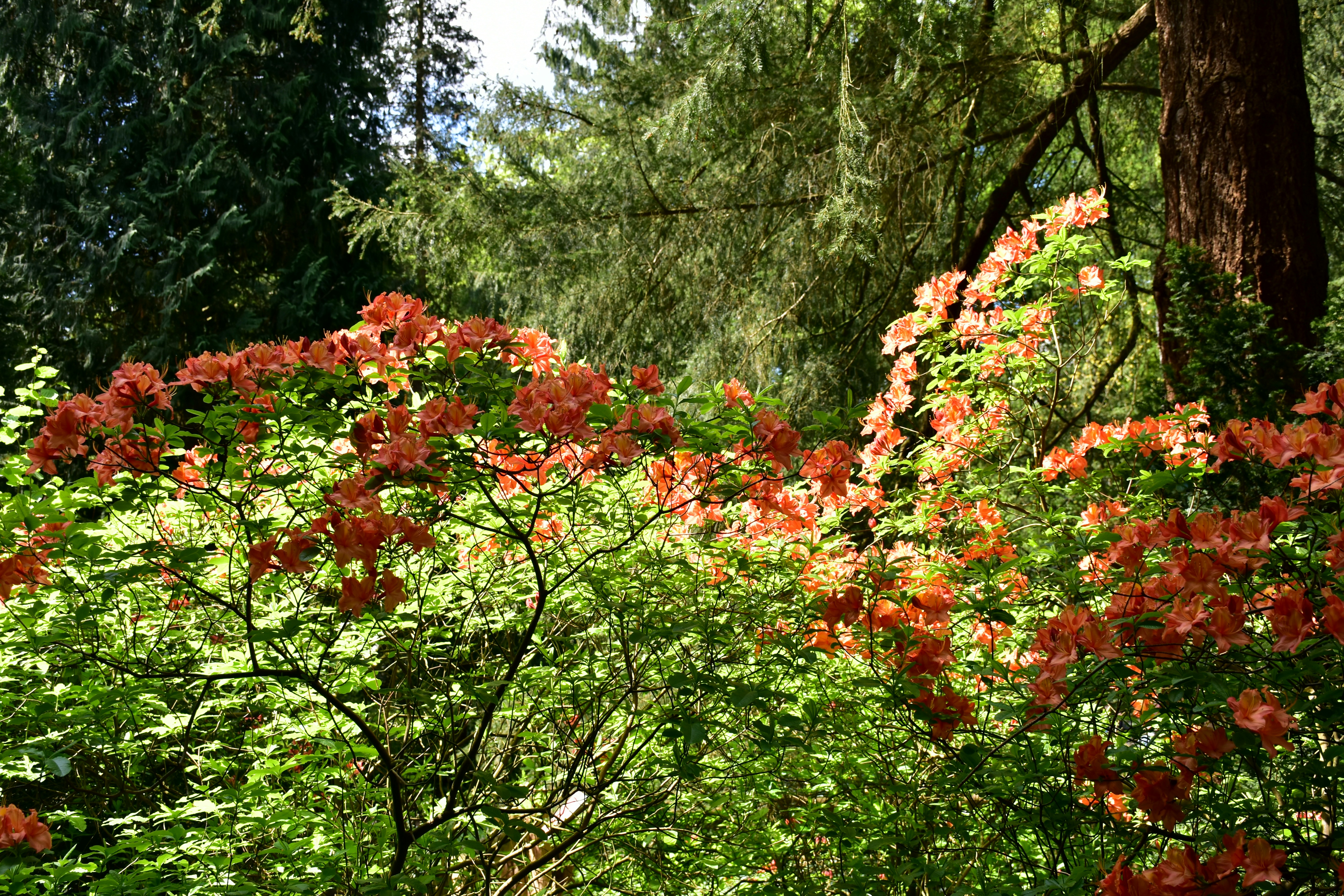 Uma floresta verde exuberante cheia de muitas flores
