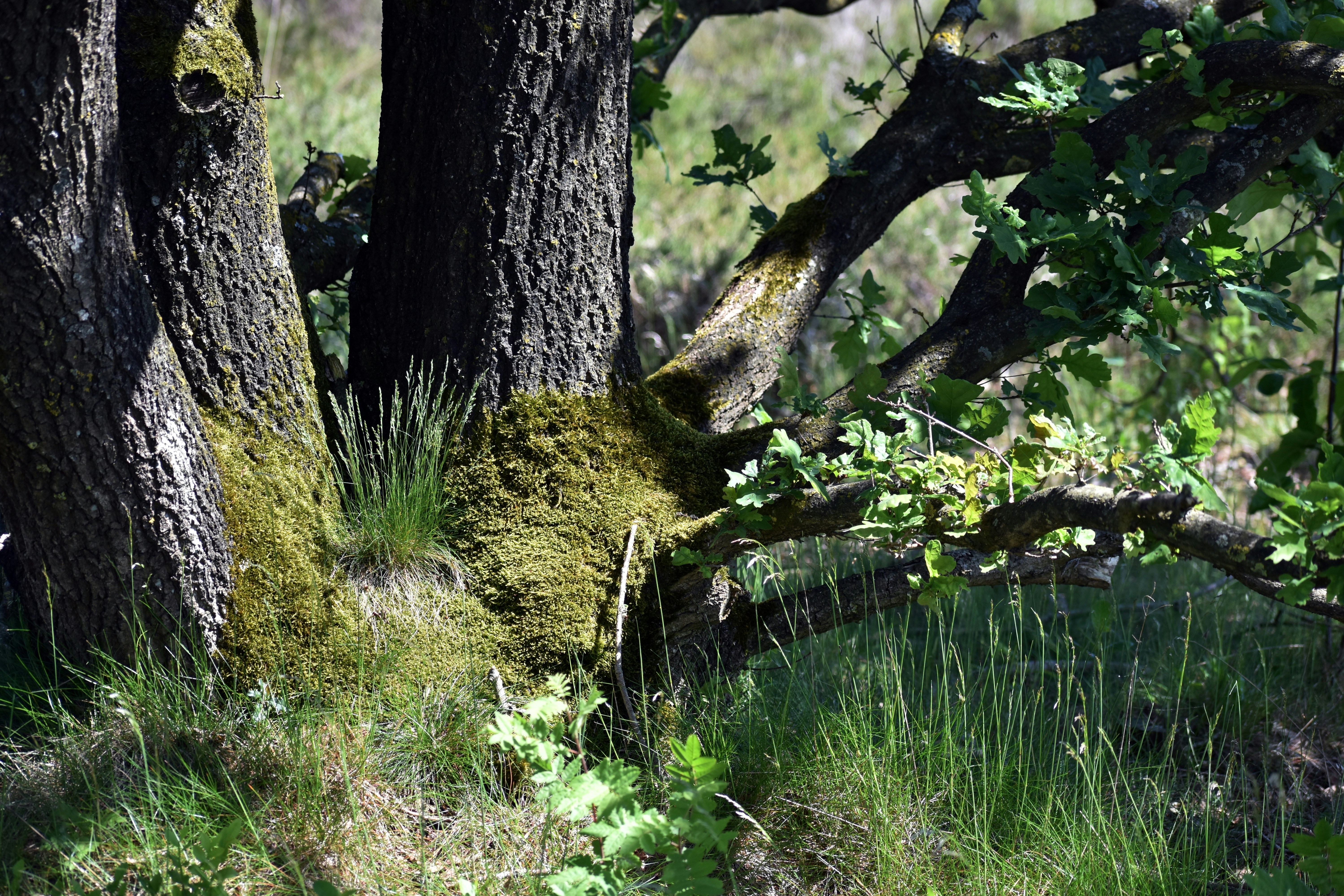 A bear that is standing in the grass