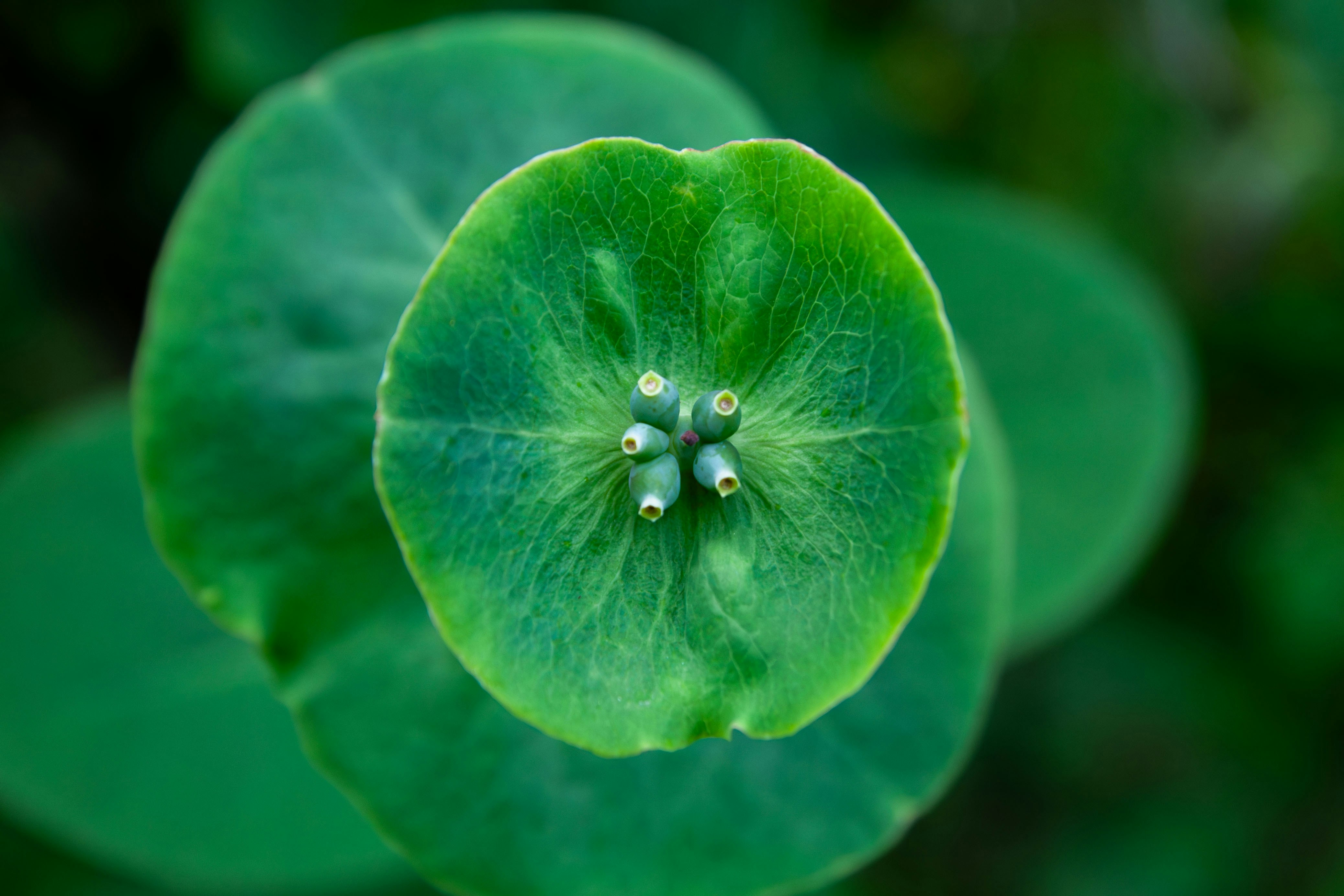 A close up of a green flower with leaves in the background