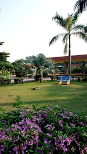 A lawn with purple flowers and a building in the background
