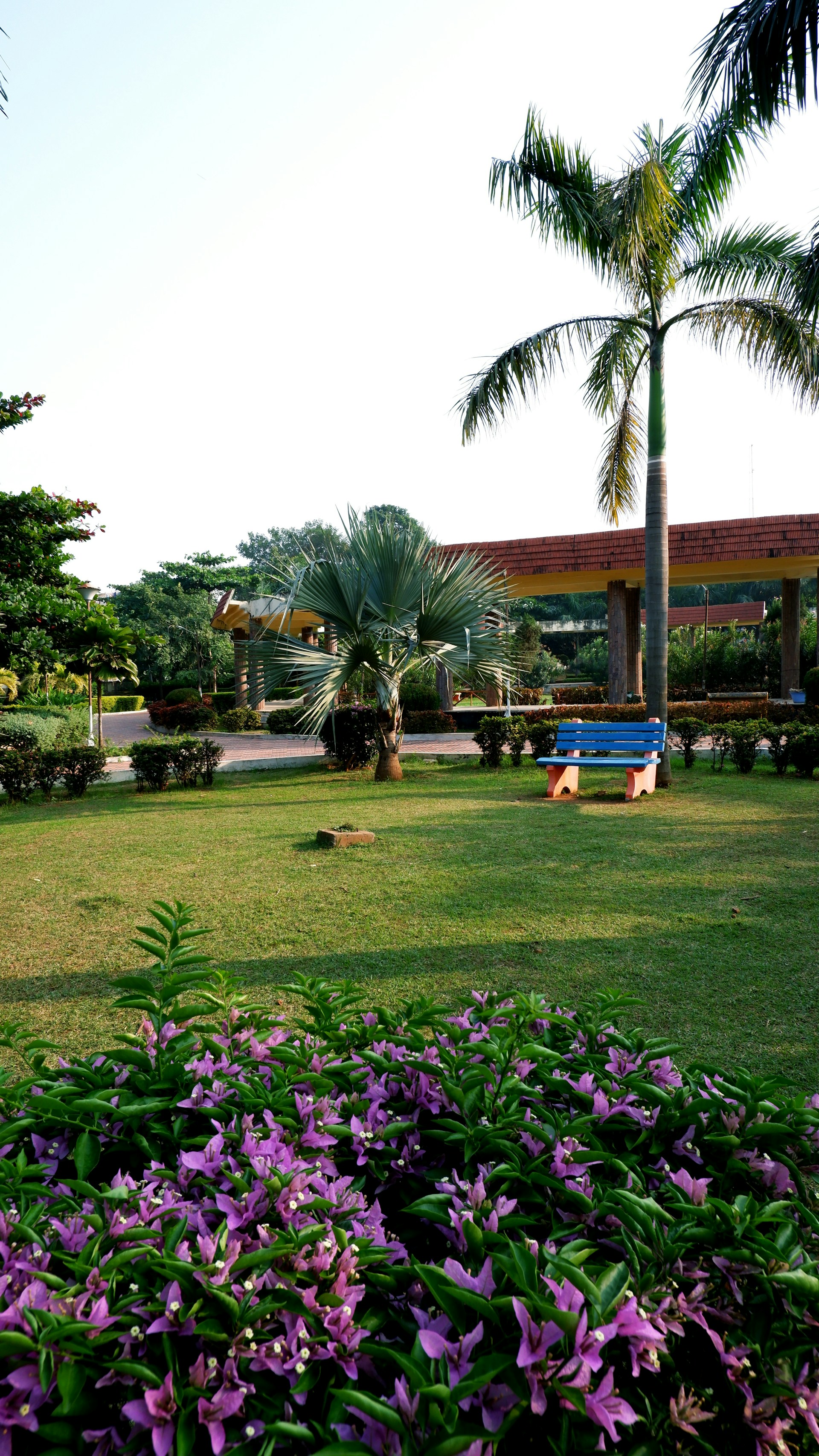 A lawn with purple flowers and a building in the background