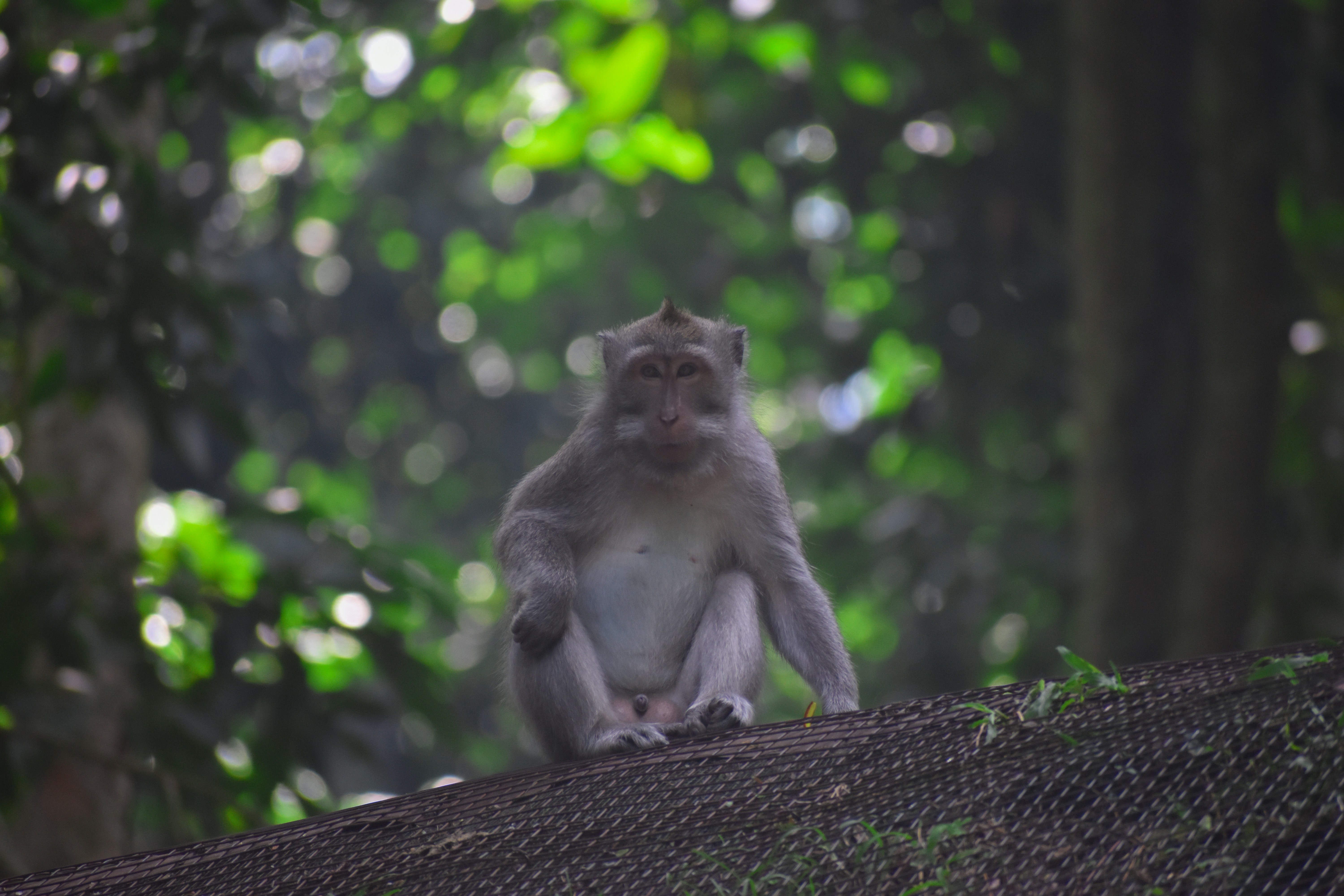 Hábitats de Primates: Arborícolas y Terrestres