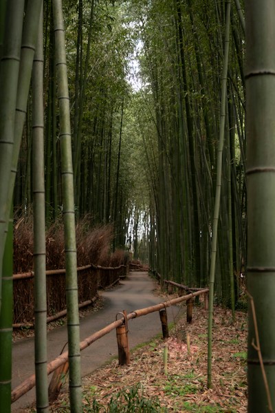 Bamboo Forests: The Fast-Growing Woodlands of Asia