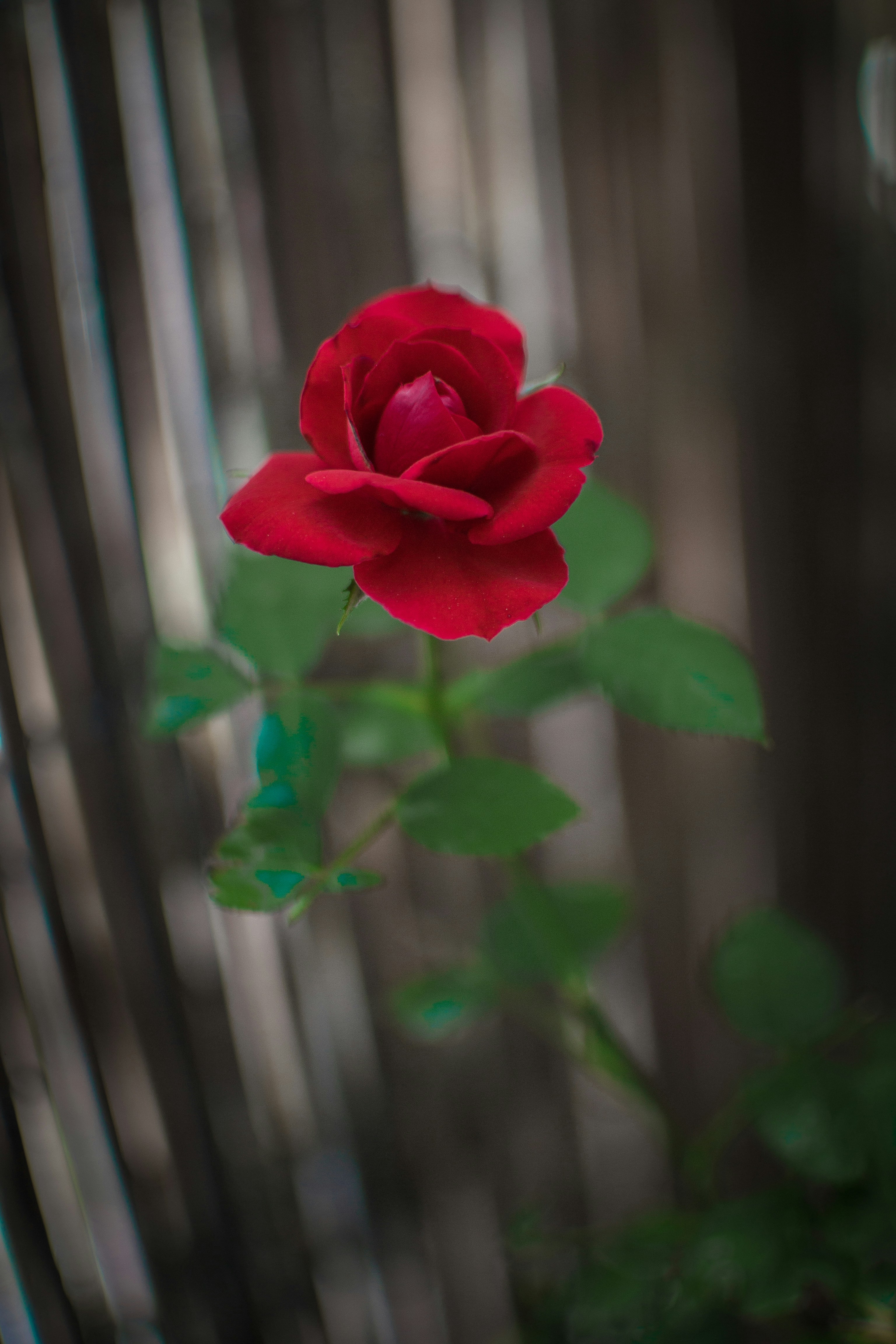 Photo by diseniatica