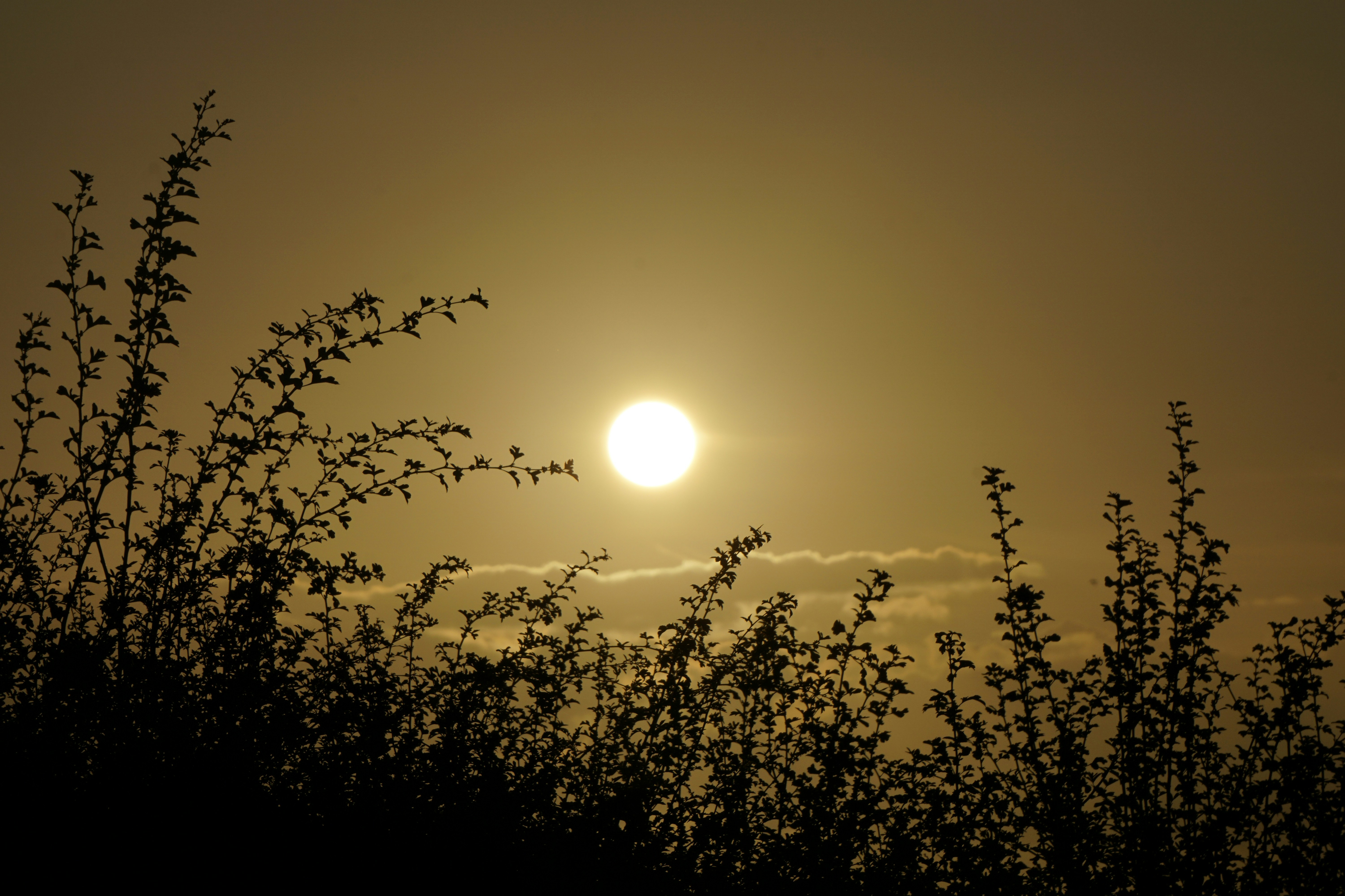 背の高い草原に夕日が沈んでいる