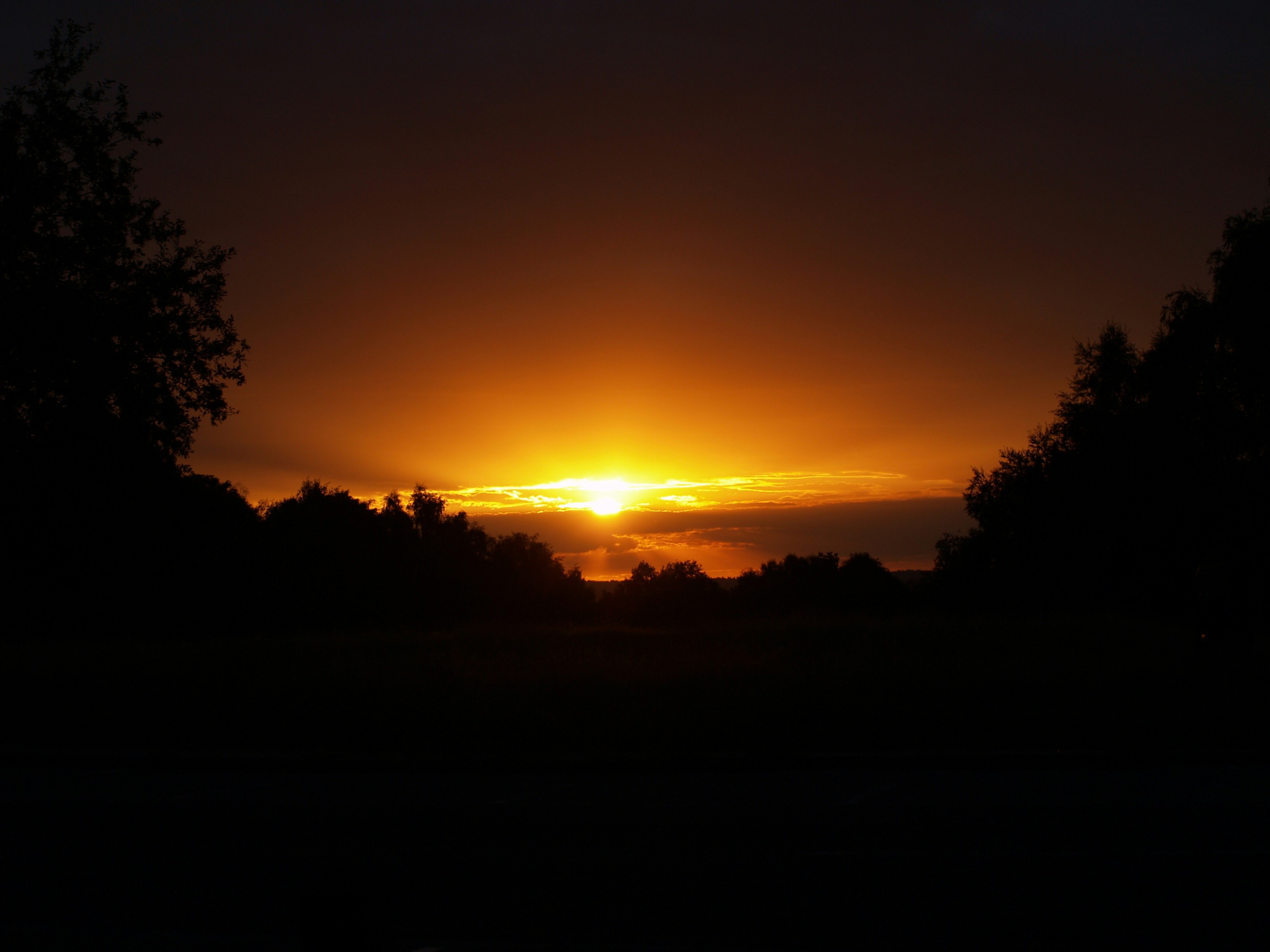 遠くの木々の向こうに太陽が沈んでいる