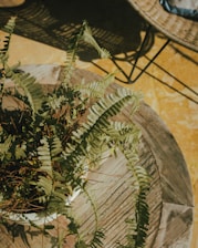 A potted plant sitting on top of a wooden table