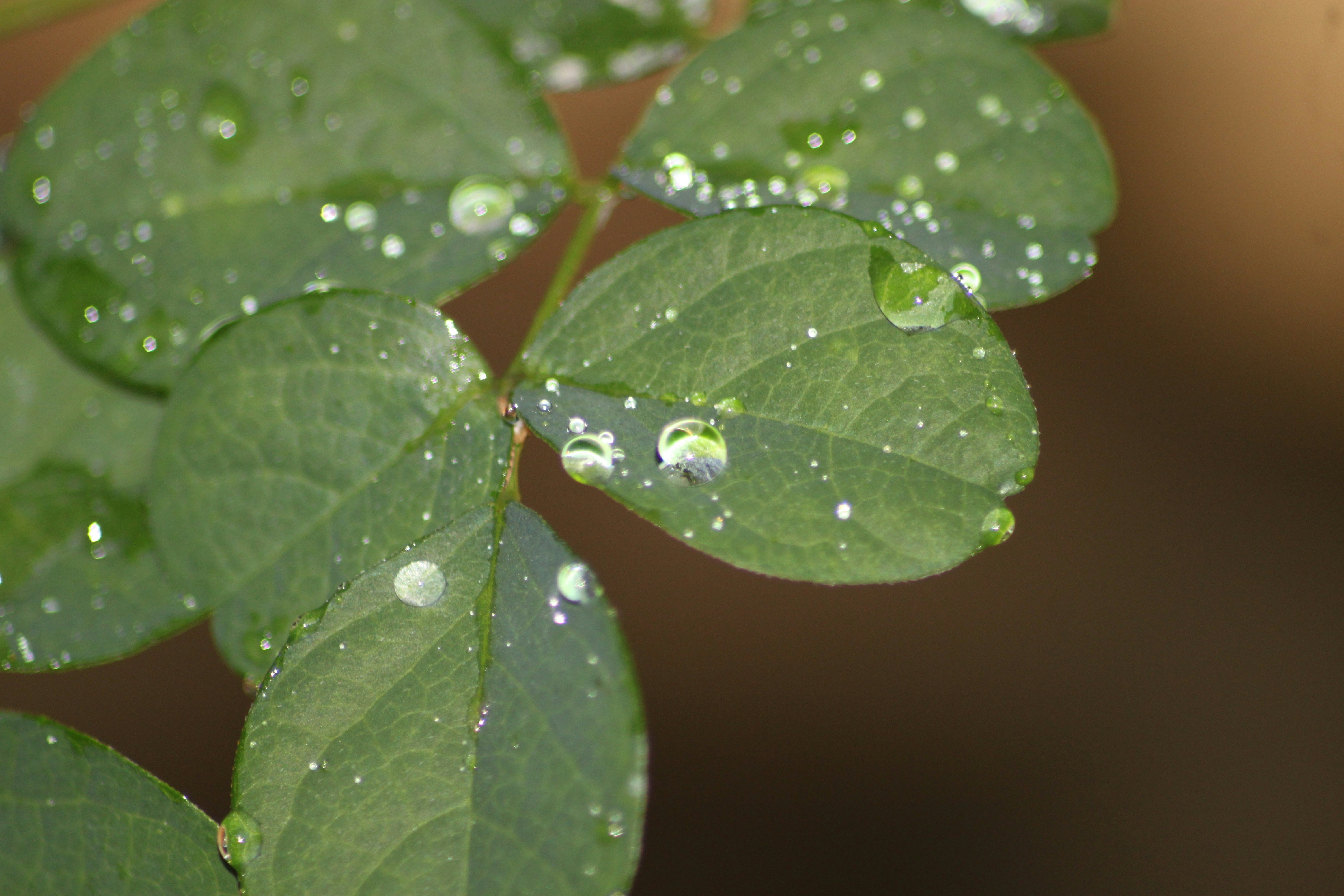 Photo by rahul_saraf