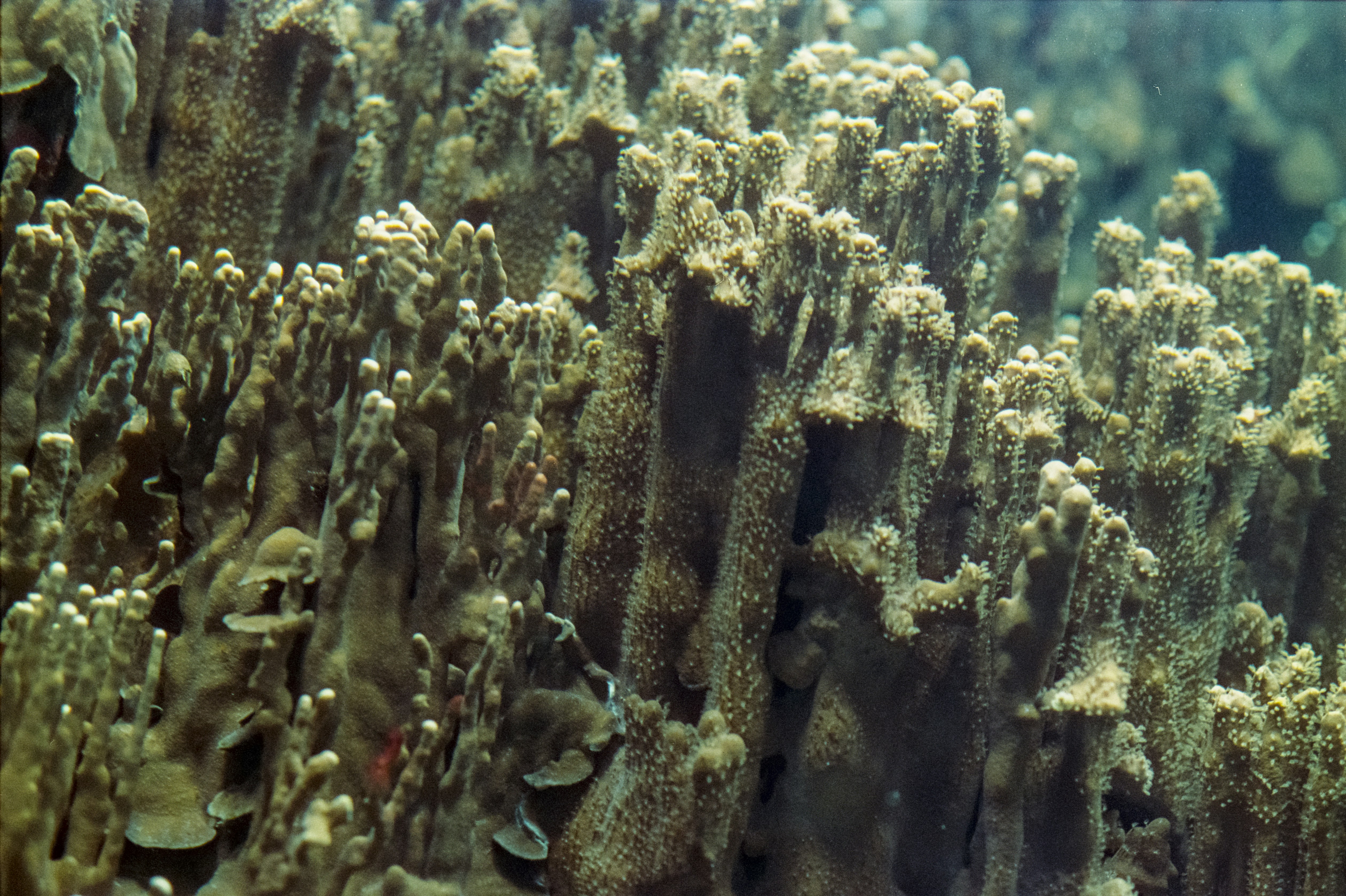 A group of corals that are on the ocean floor