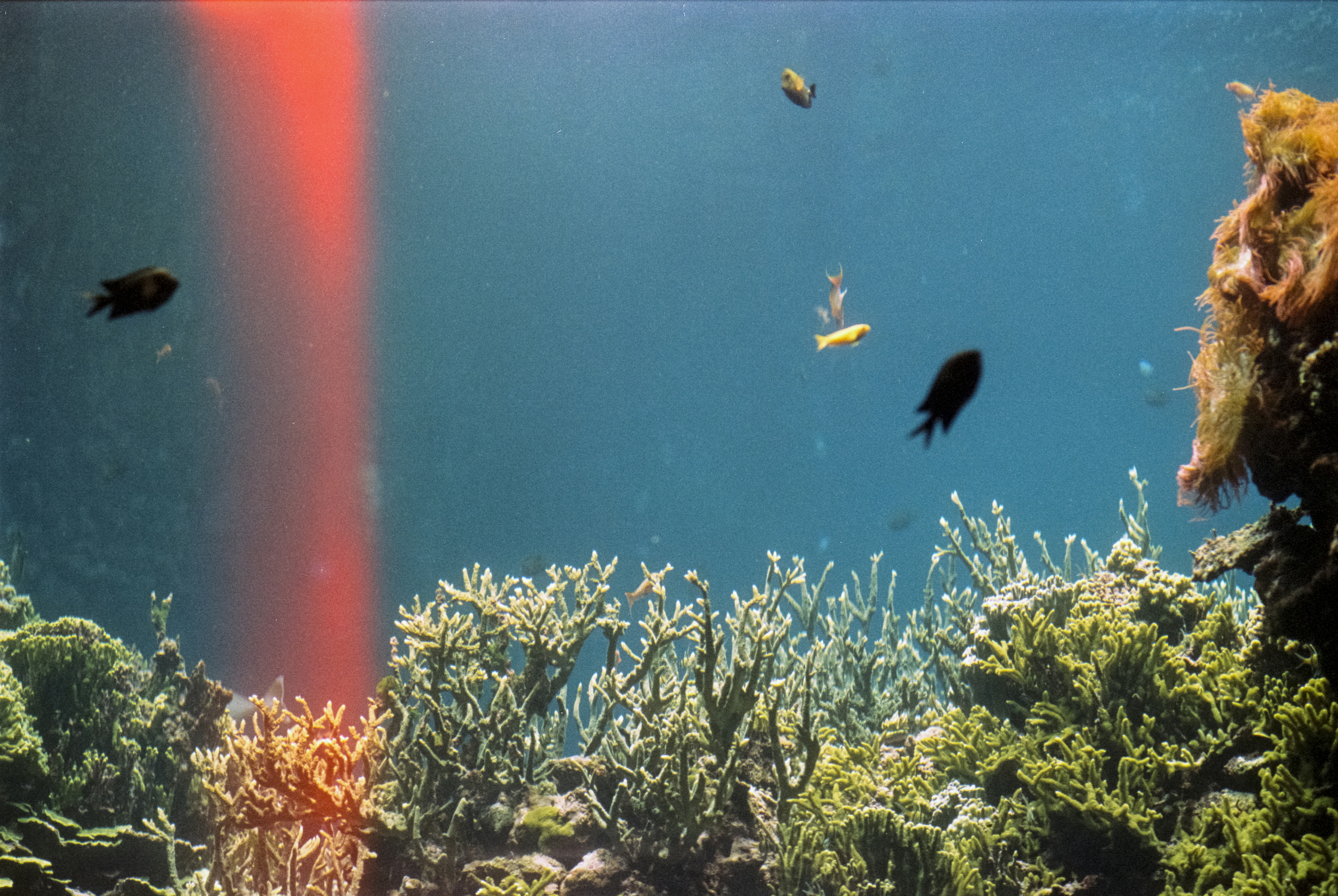 A group of fish swimming around a coral reef