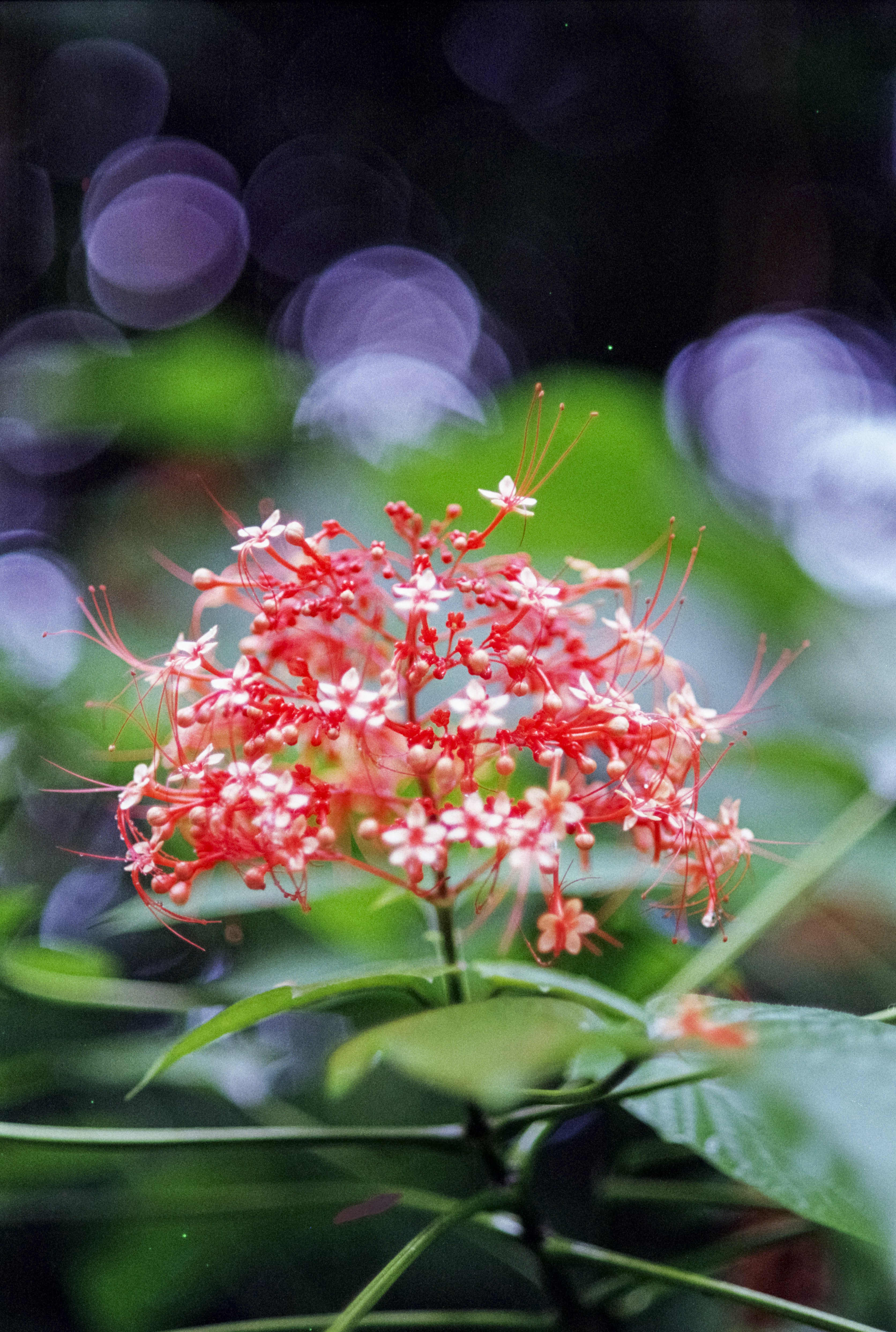 A close up of a red flower with blurry background