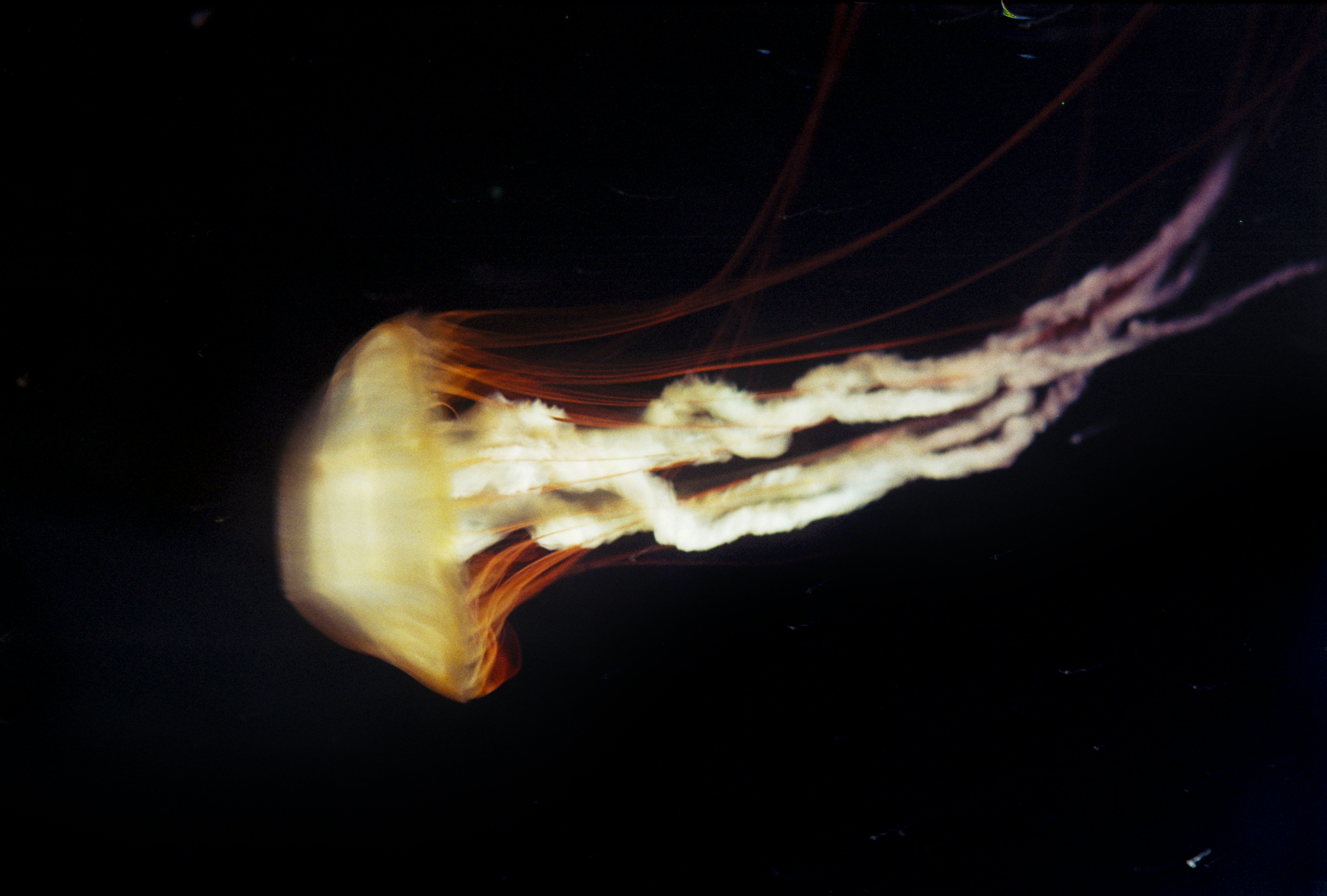 A close up of a jellyfish in the dark