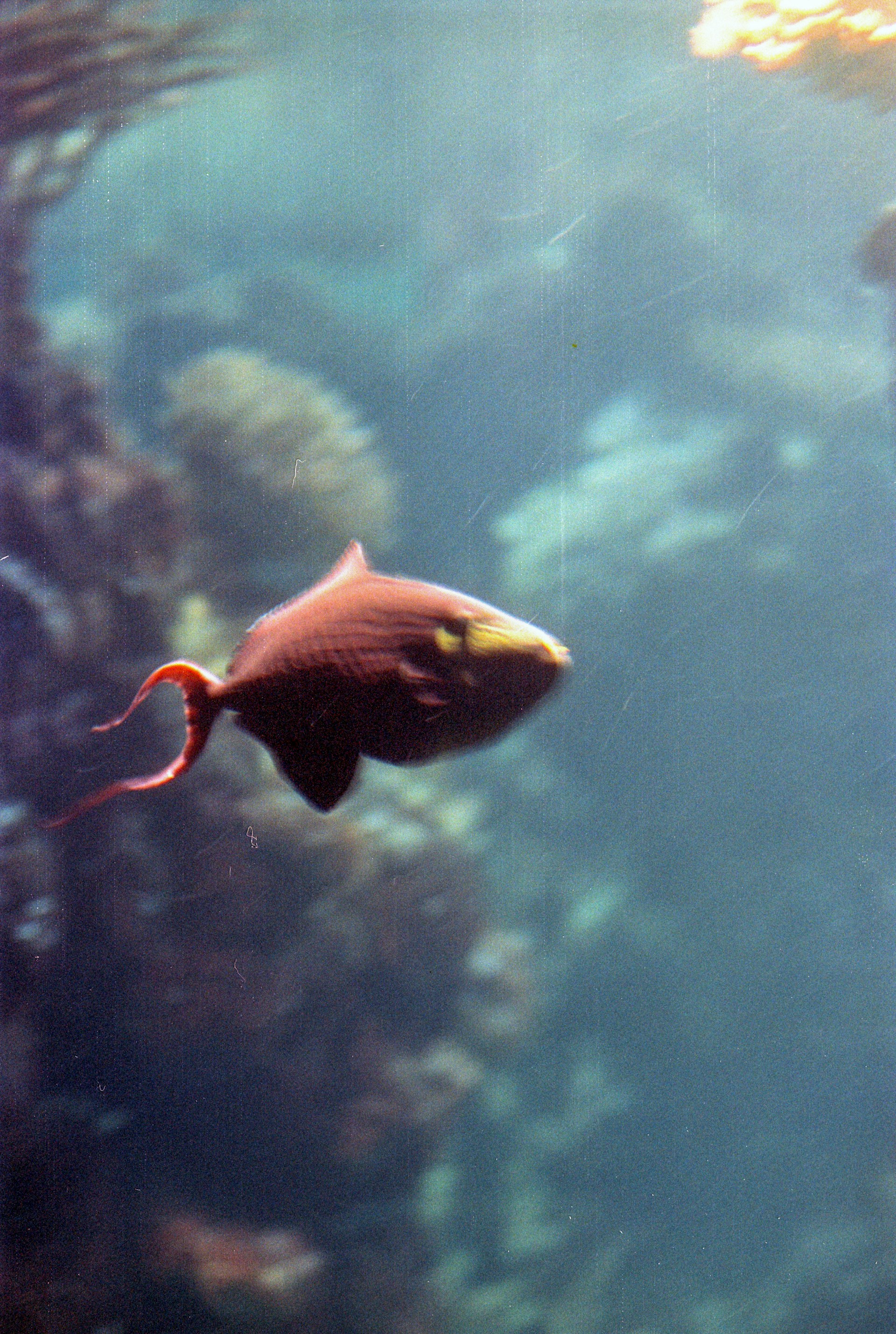 A fish swimming in a large aquarium filled with water