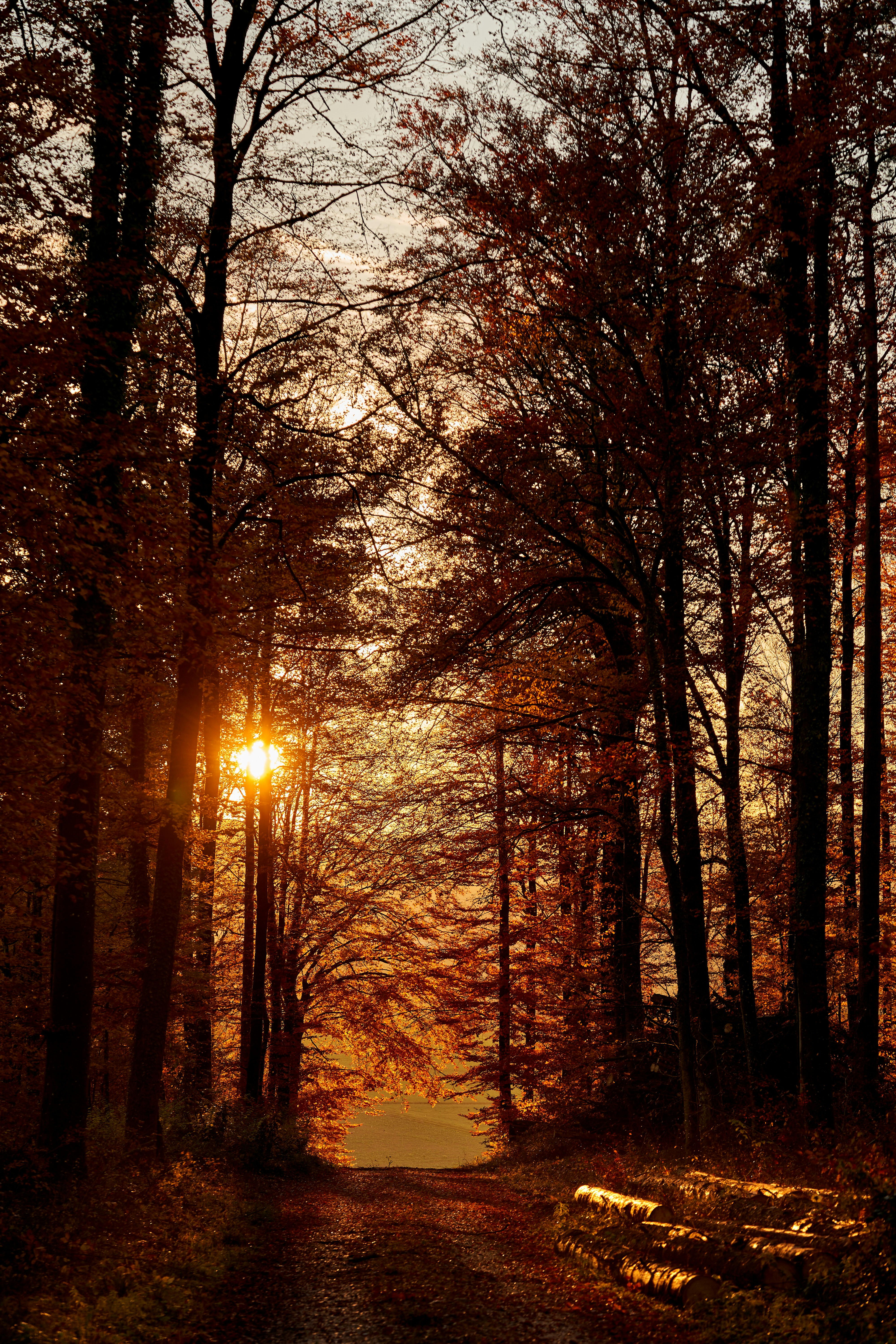 Photo by wolfgang_hasselmann