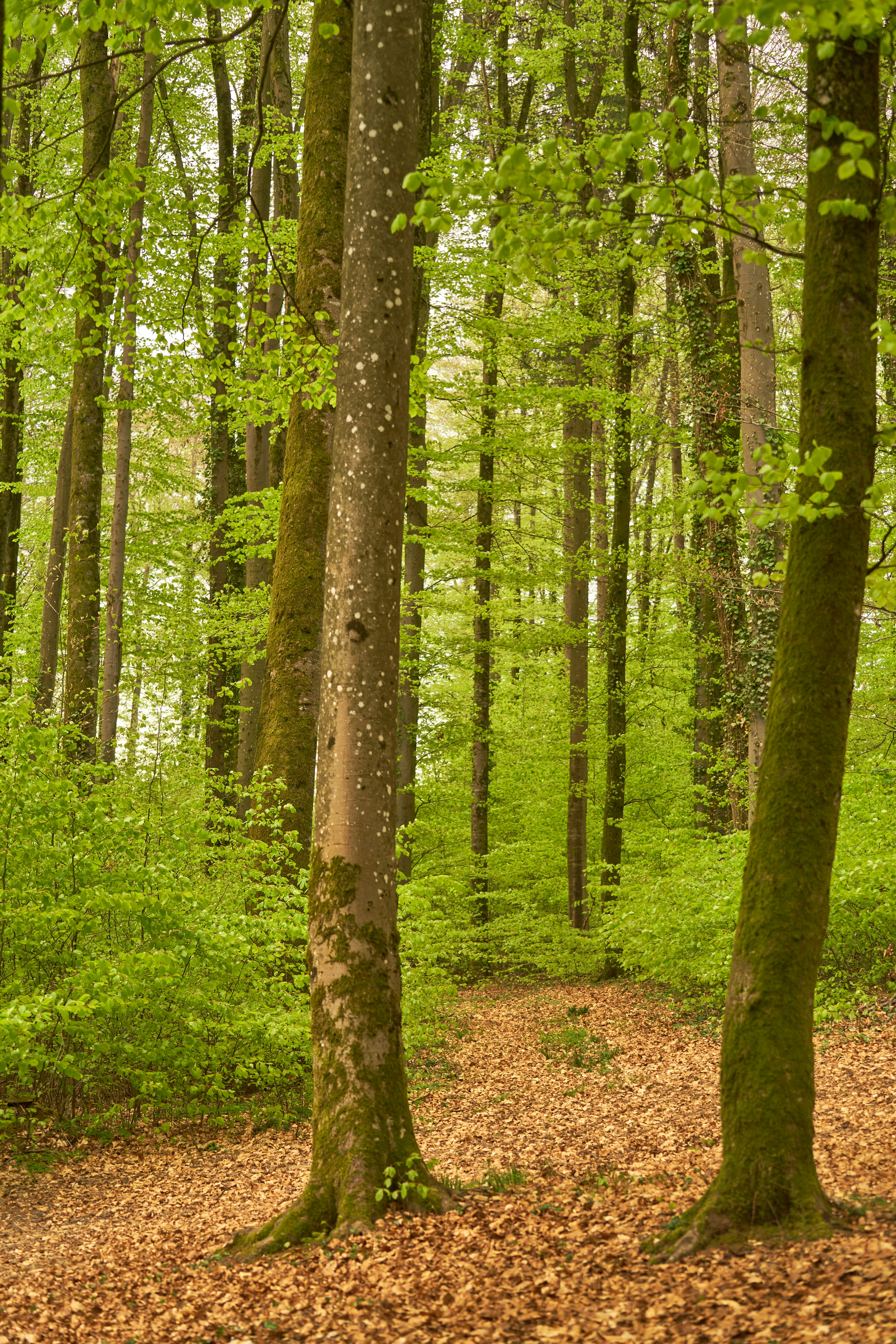 Photo by wolfgang_hasselmann