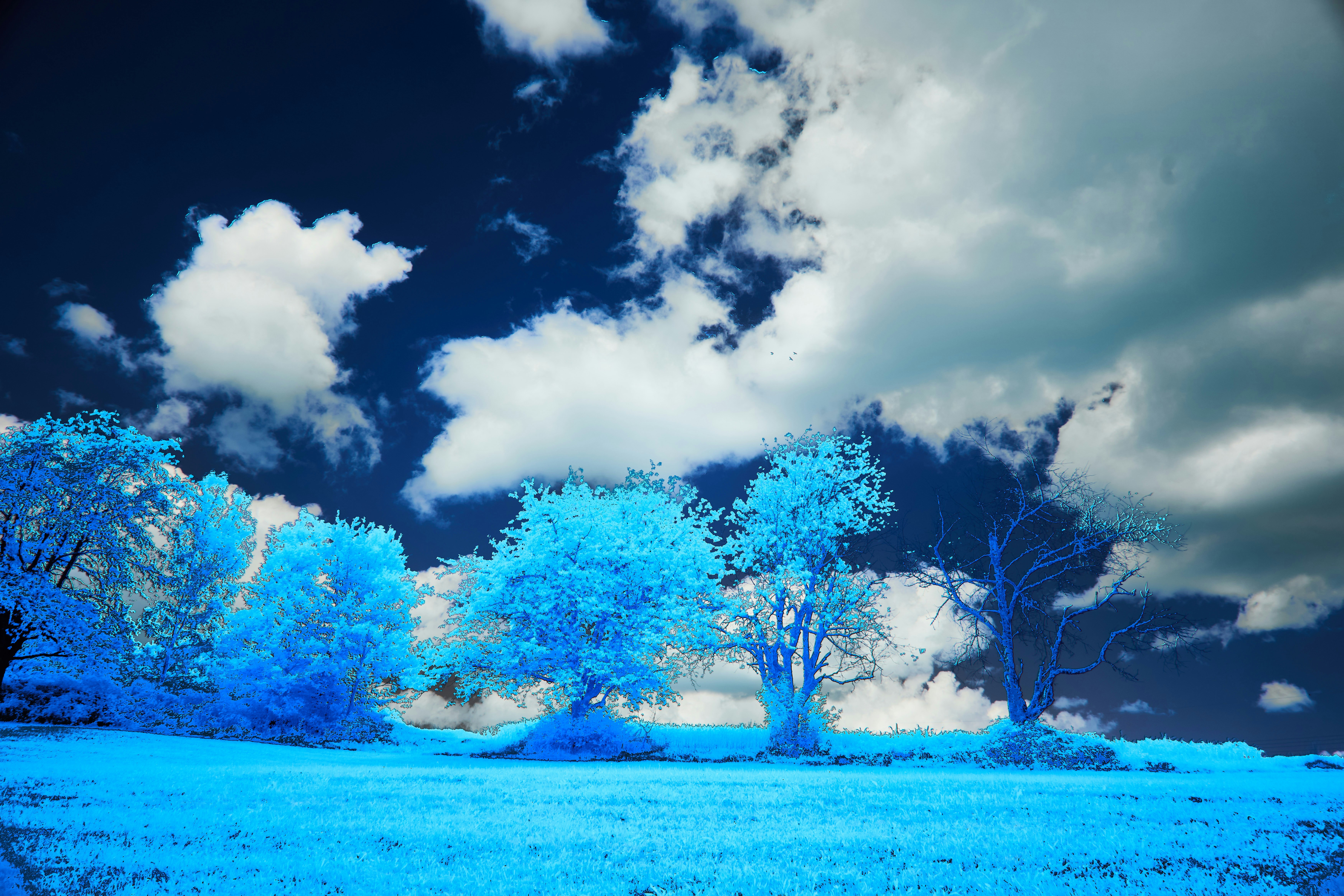 Photo by wolfgang_hasselmann