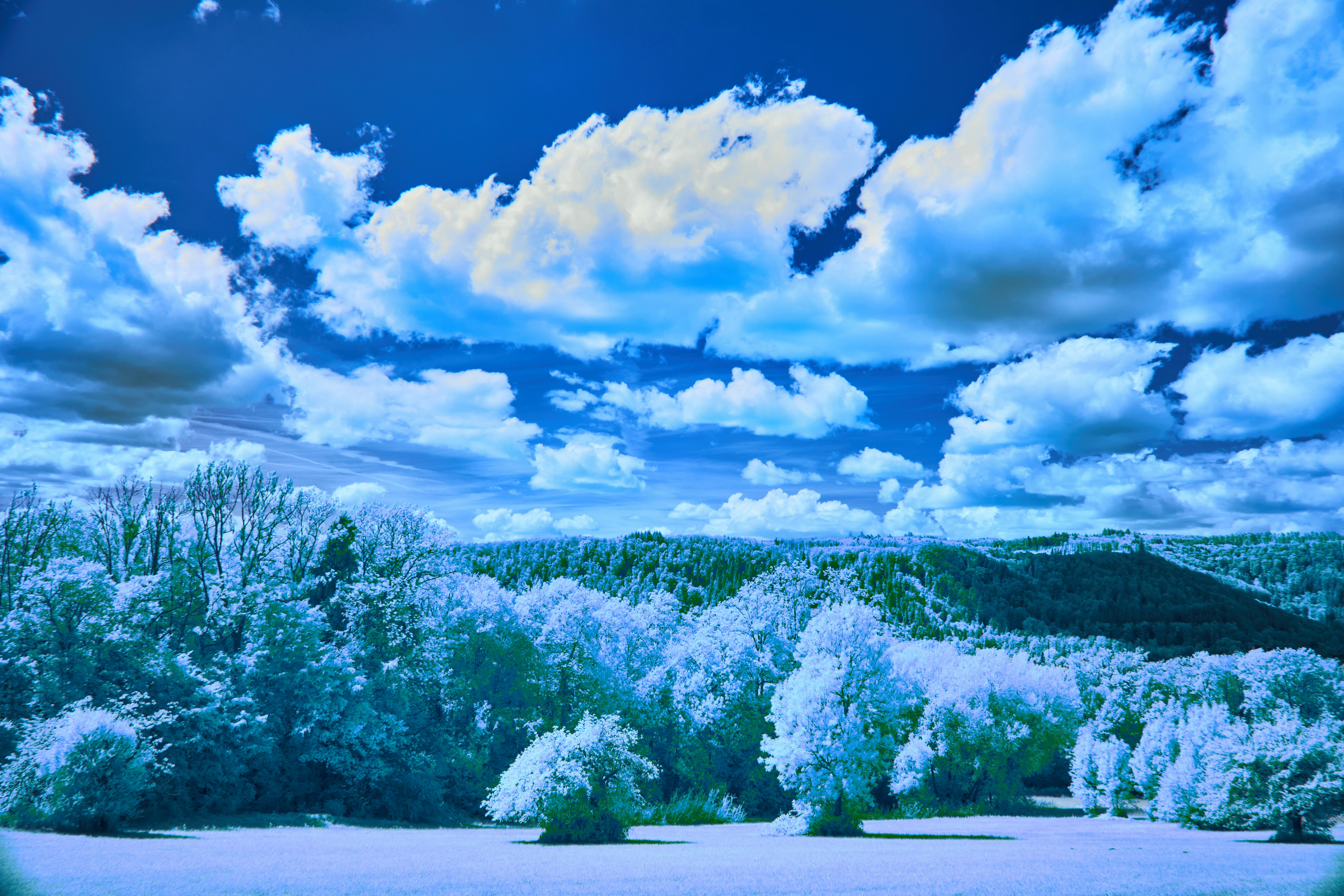 Photo by wolfgang_hasselmann