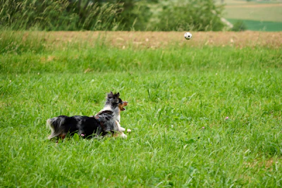 A dog is playing with a ball in a field