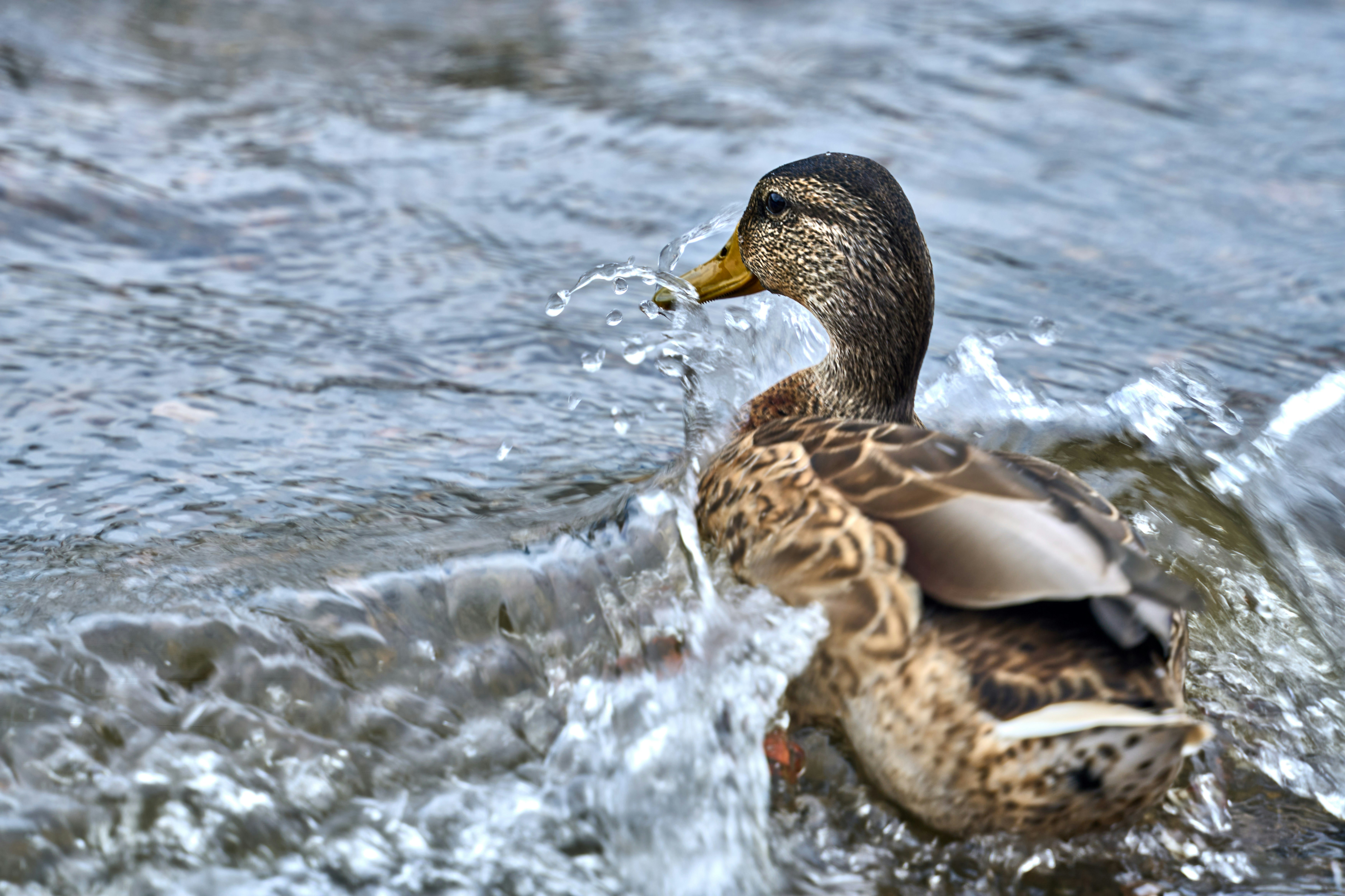 Photo by wolfgang_hasselmann