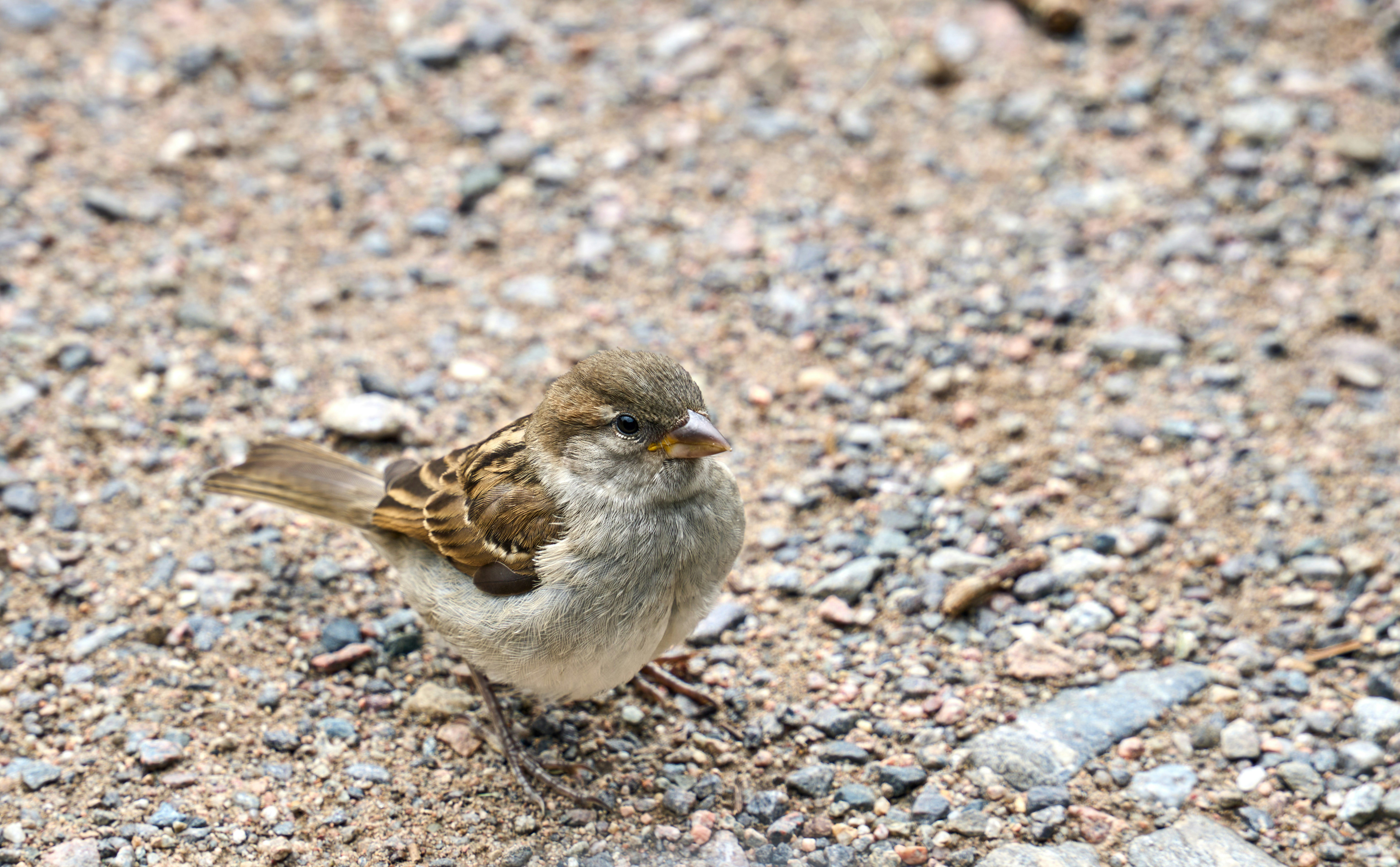 Photo by wolfgang_hasselmann