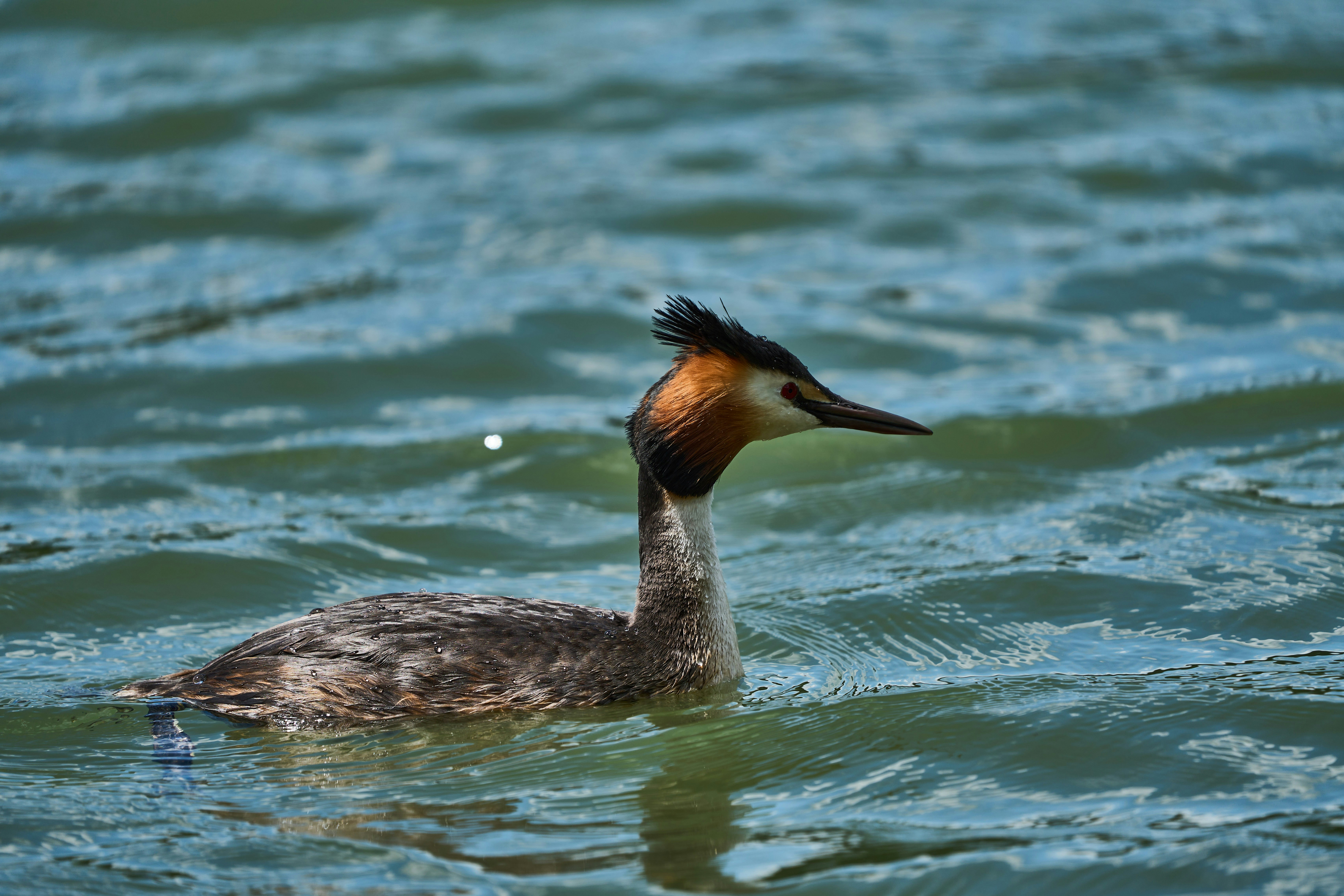 Photo by wolfgang_hasselmann