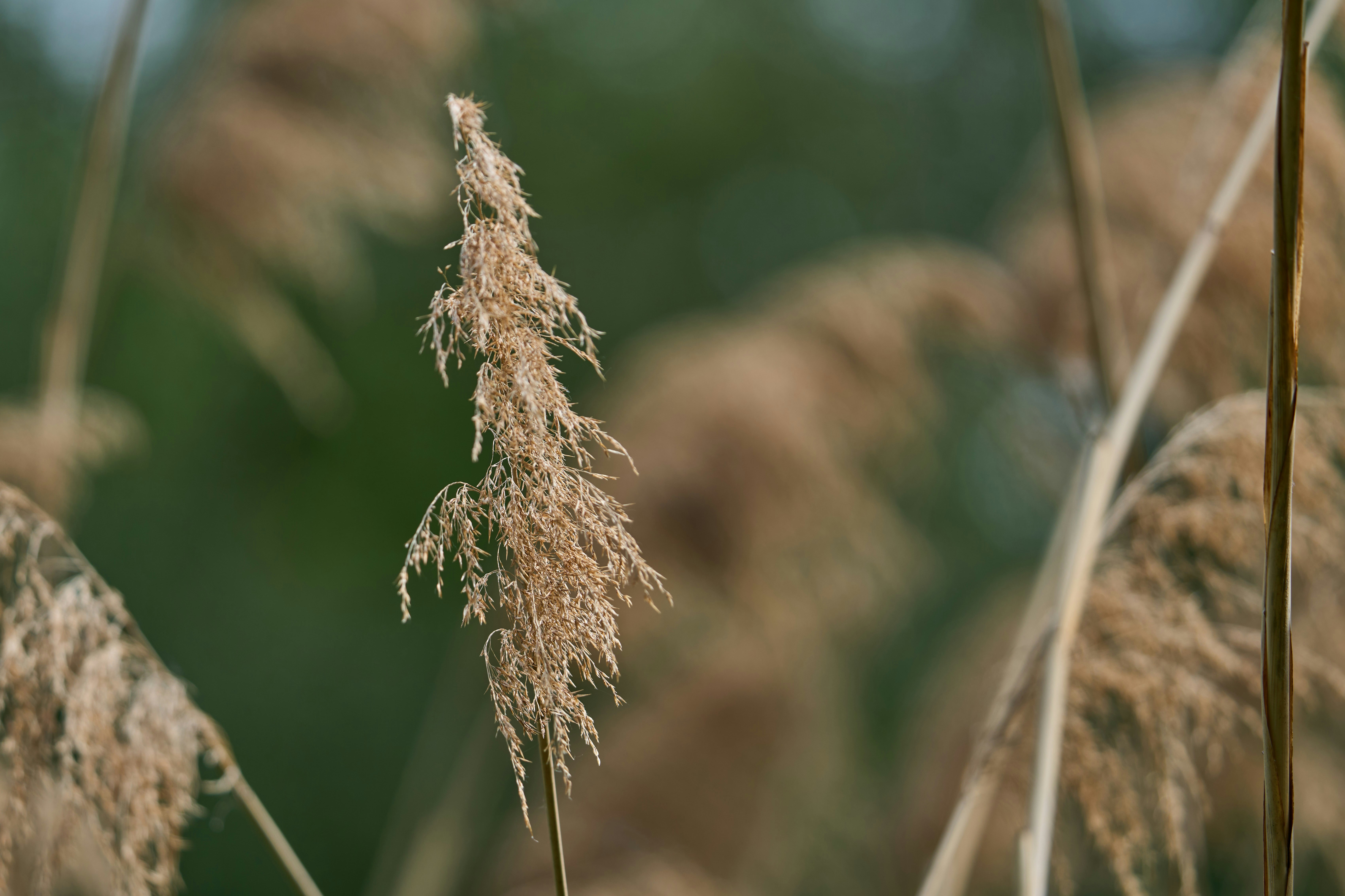 Photo by wolfgang_hasselmann