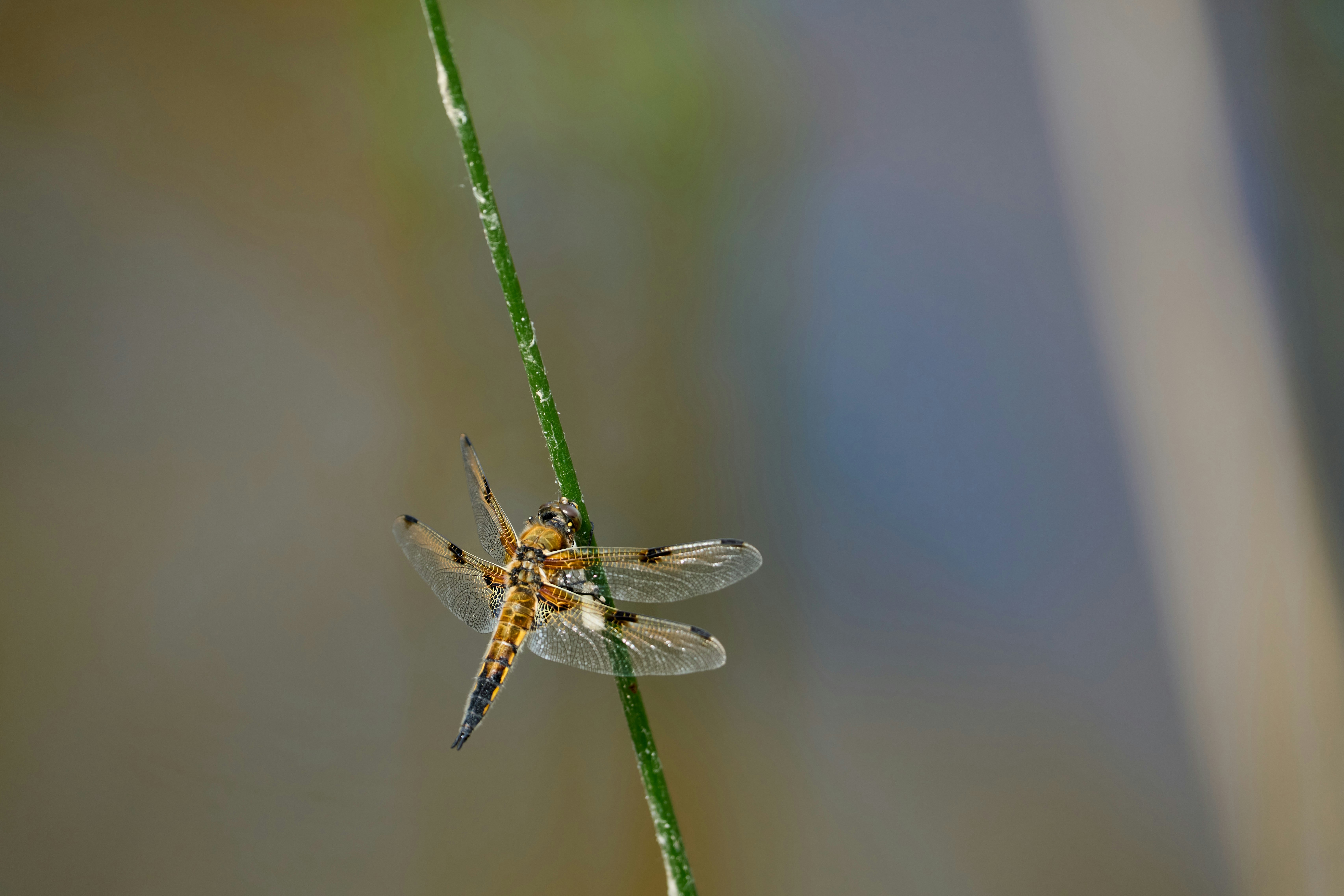 Photo by wolfgang_hasselmann