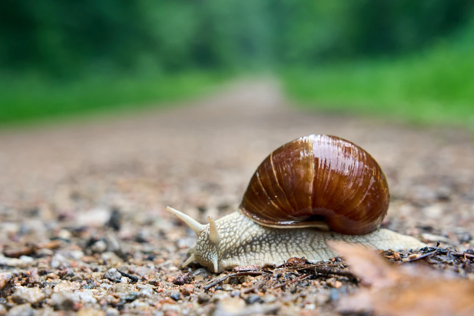 The image shows a brown snail making its way across a gravel path. The snail is facing towards the right side of the frame, moving slowly and deliberately along the rough surface of the gravel road. In the background, there are trees lining the path, providing a natural backdrop to this quiet scene.