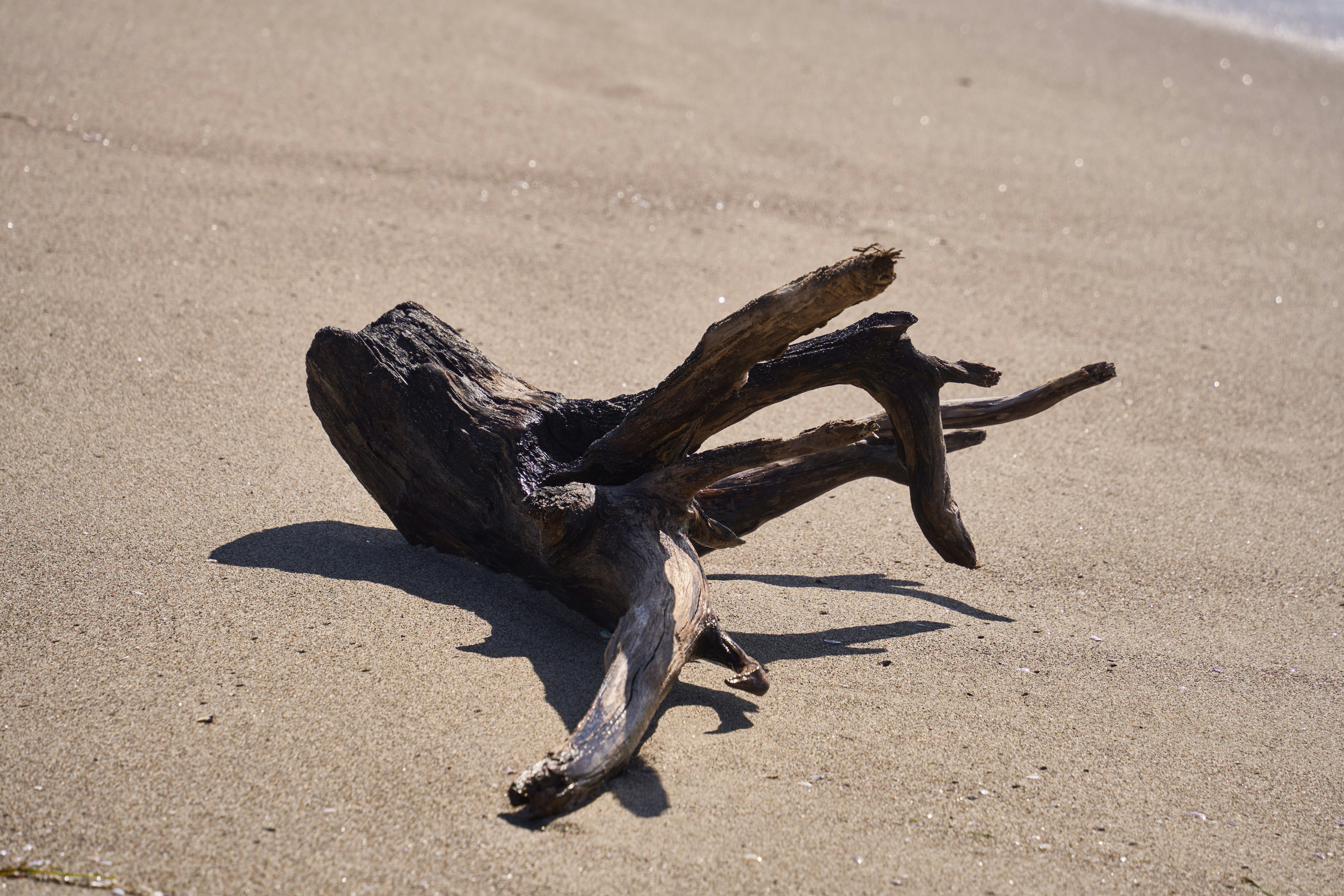 Photo by wolfgang_hasselmann