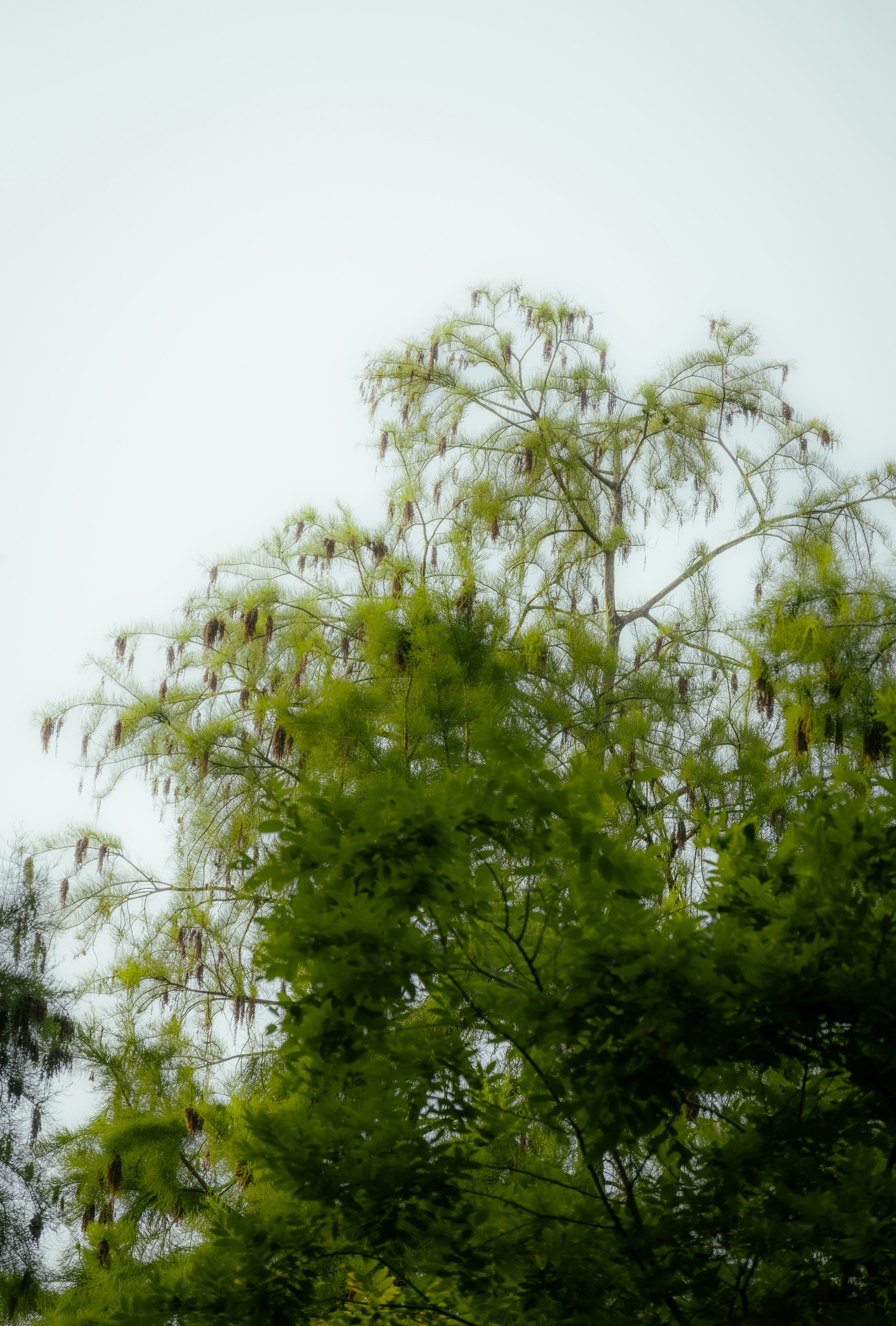 A tall clock tower towering over a lush green forest