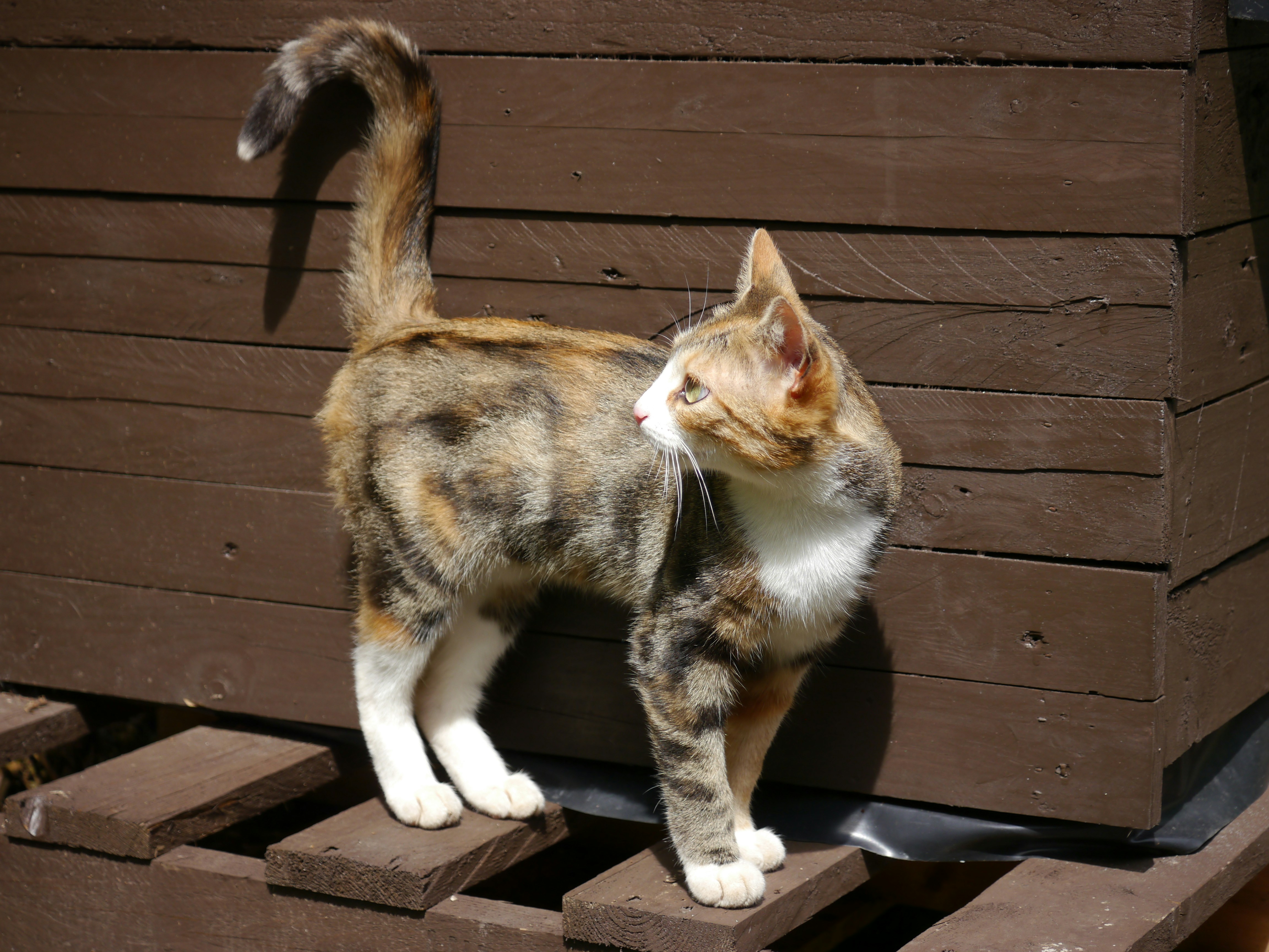 Seekor kucing berdiri di atas kandang kayu