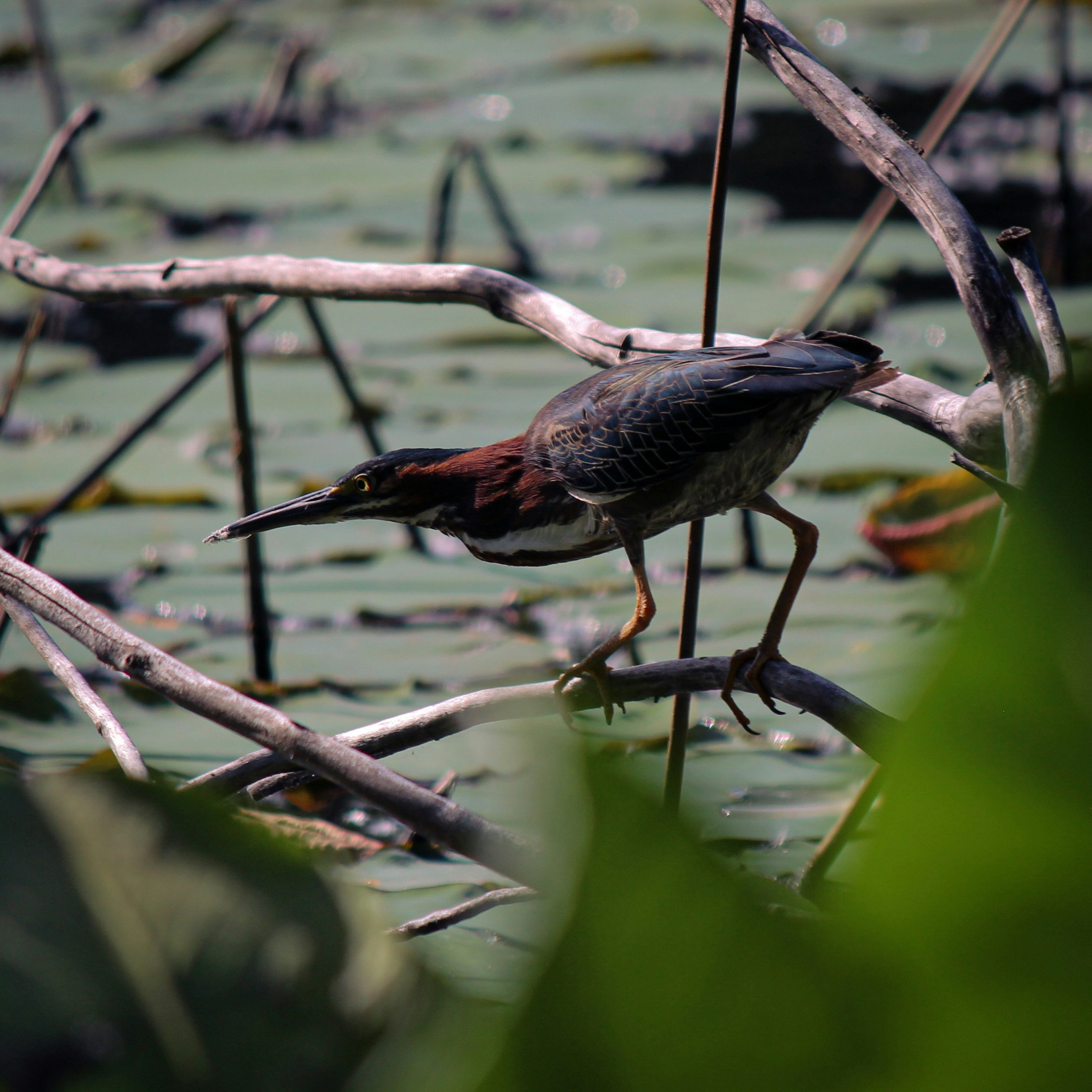 Photo by hasnainsikora