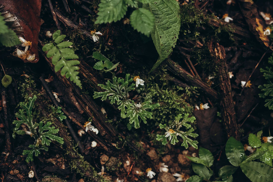 7-Day Costa Rica Budget Itinerary: $19 a Day