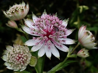 A close up of a bunch of flowers