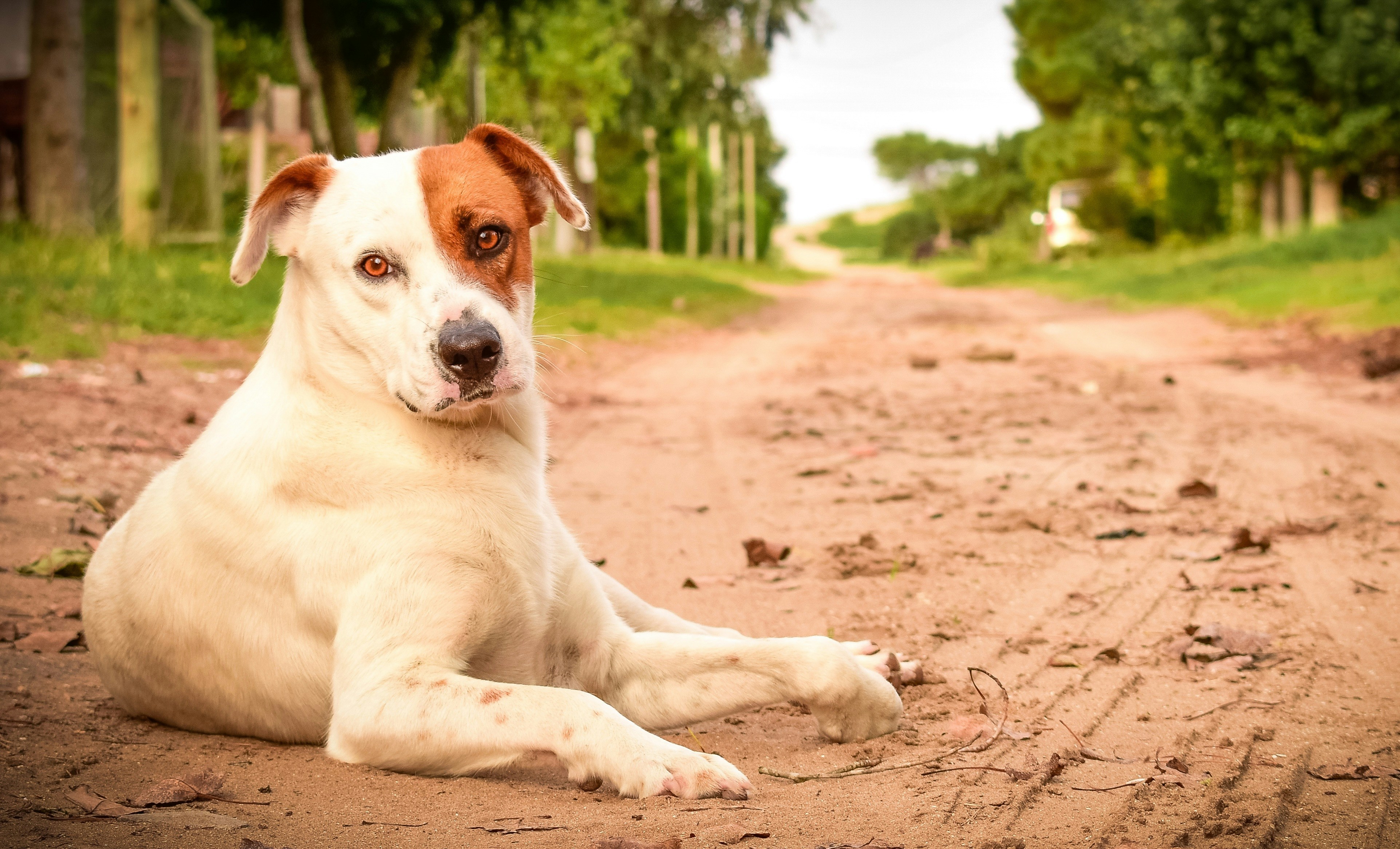 A brown and white dog laying on a dirt road