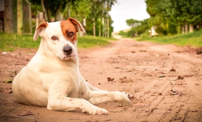 A brown and white dog laying on a dirt road