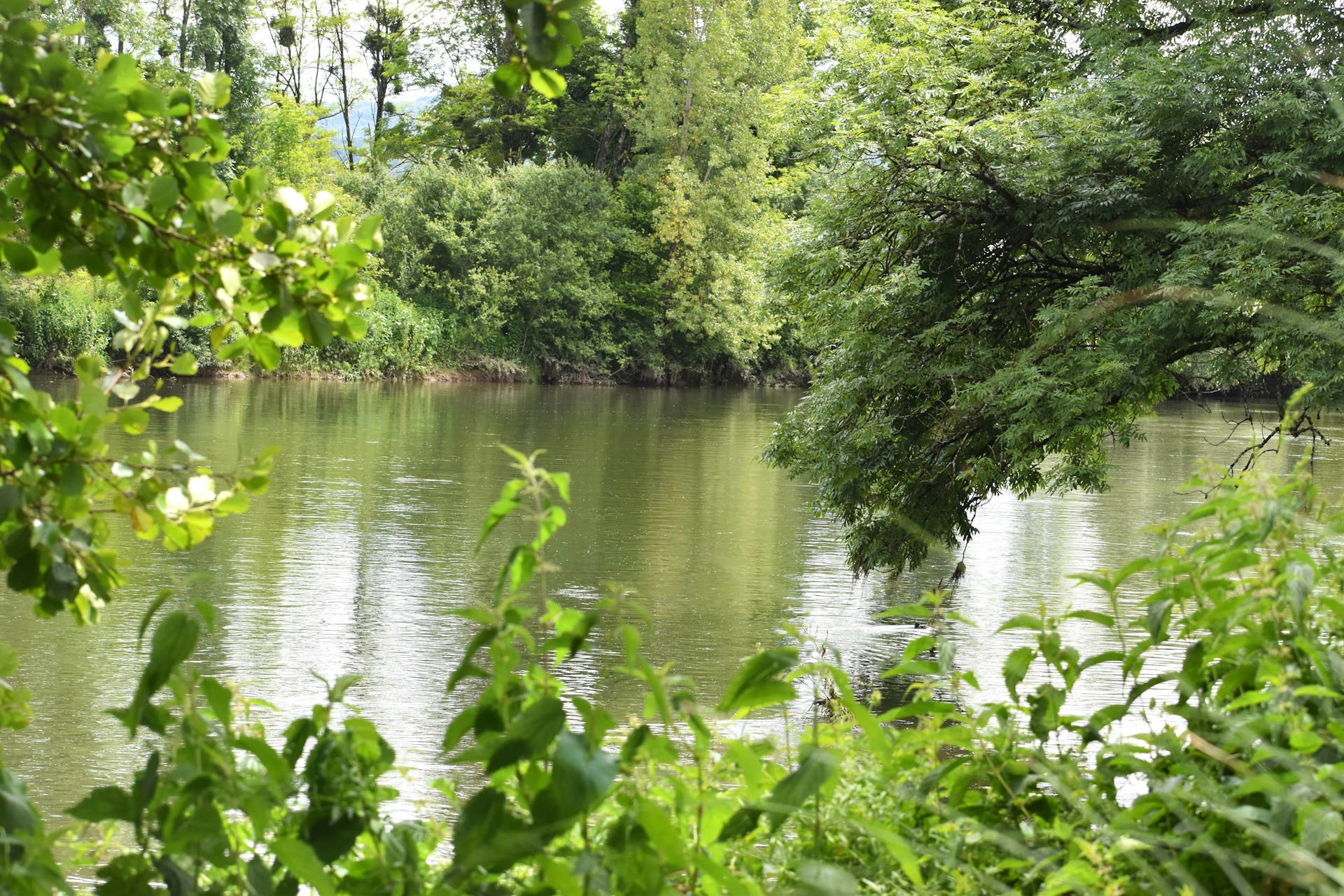 A body of water surrounded by trees and bushes