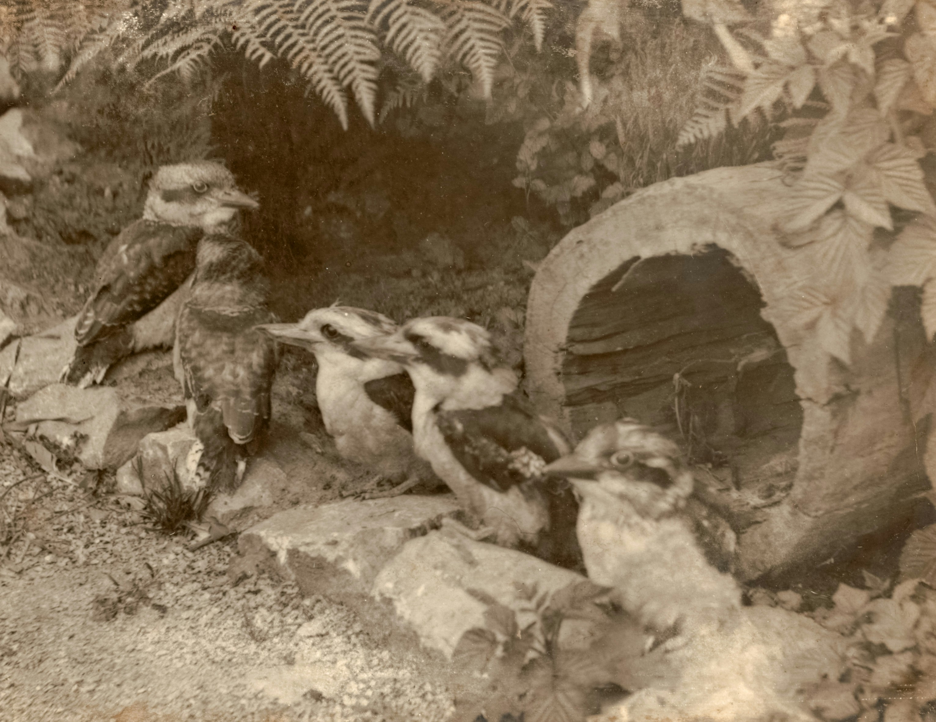 Photo by nationallibraryofaustralia