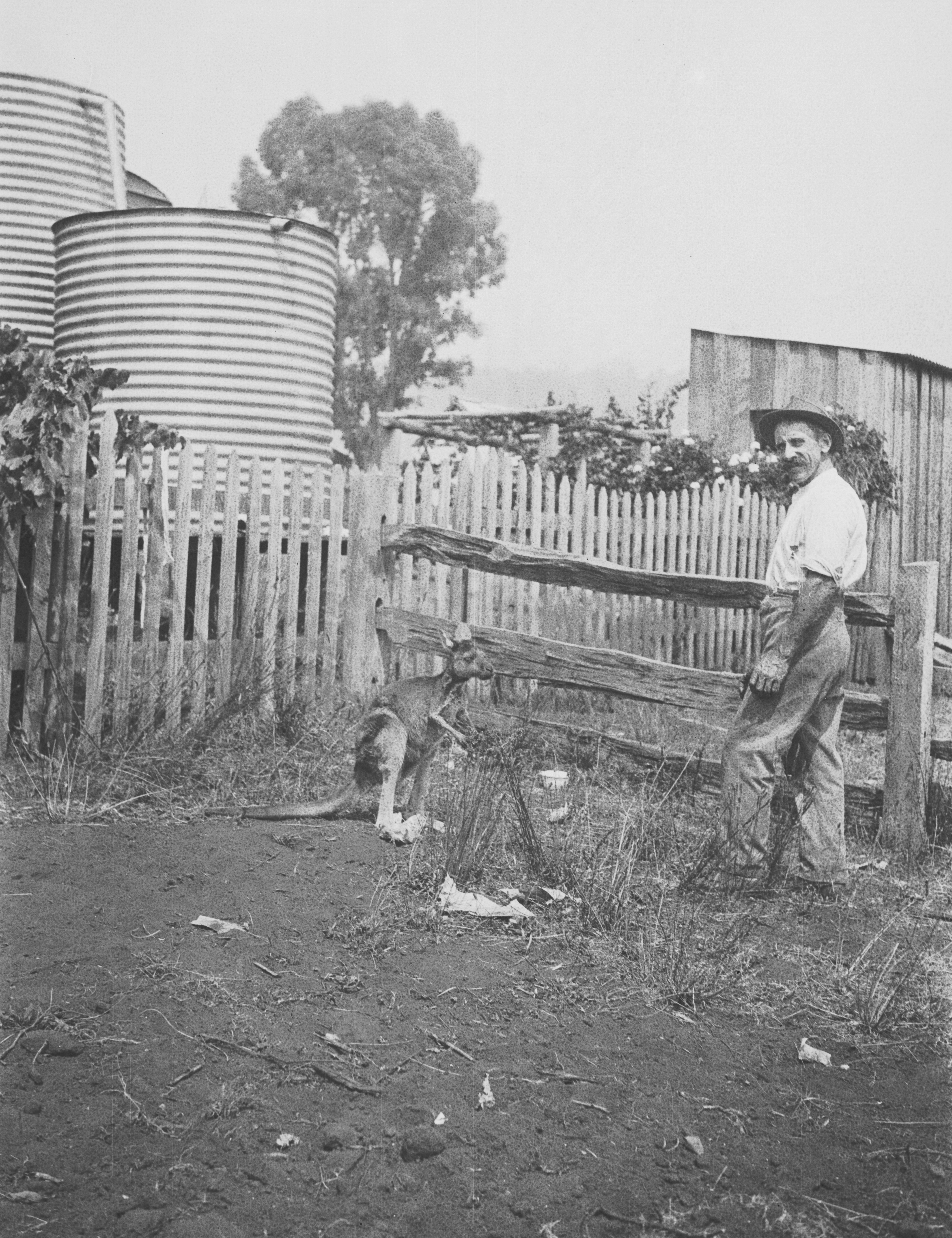 A young man and a kangaroo near a fence.