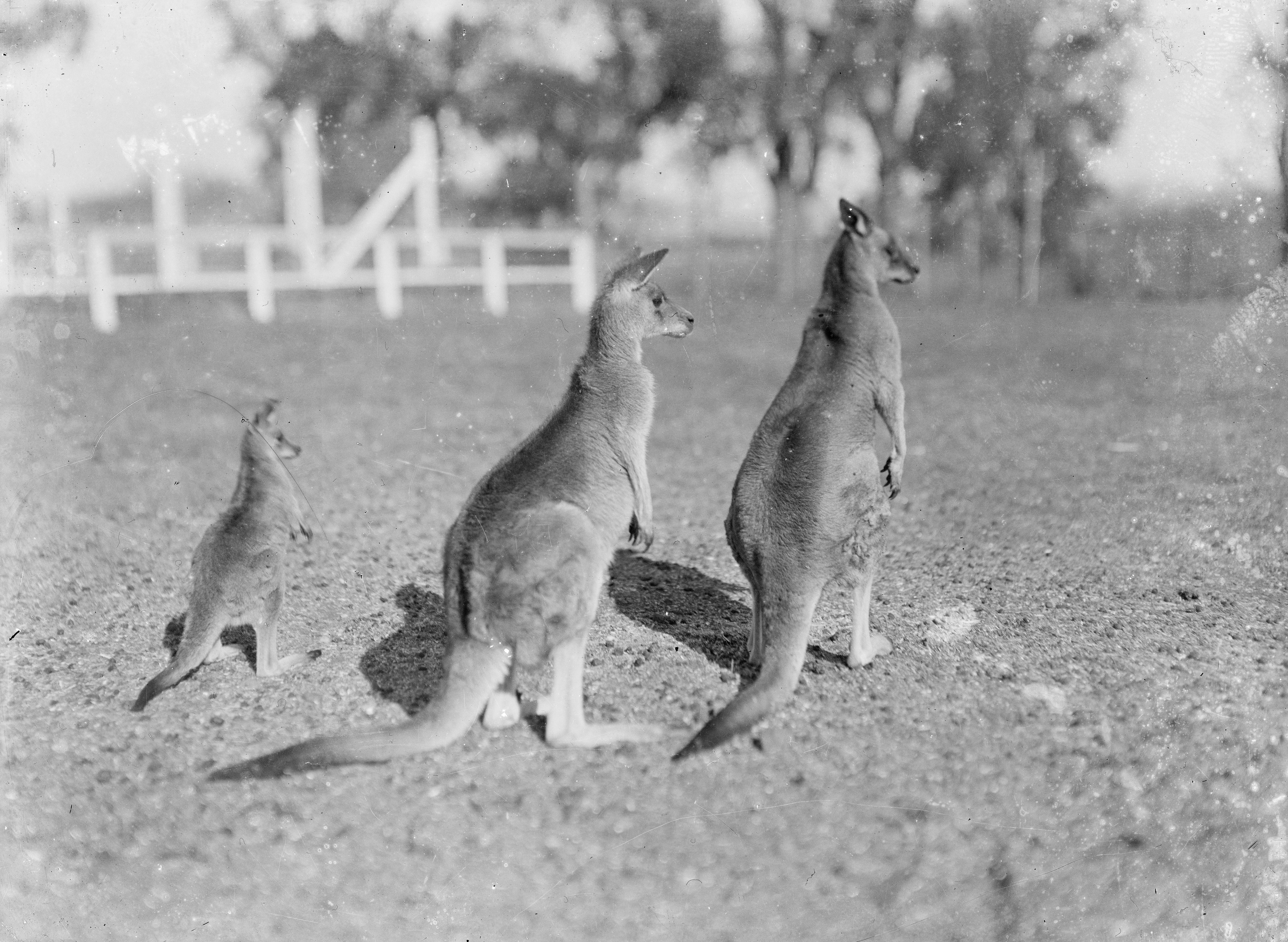 Image related to joey logano