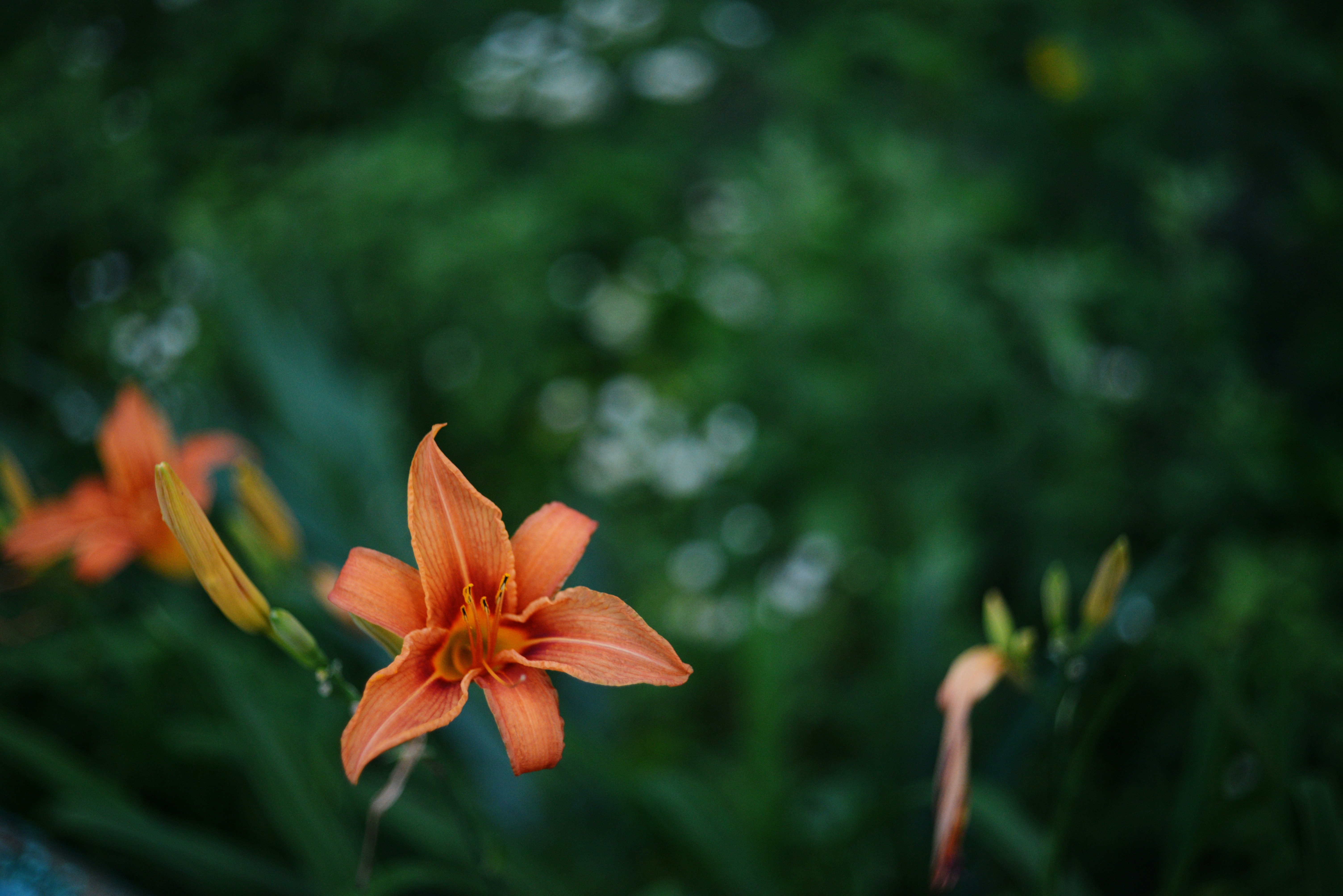 Photo by cherstve_pechivo