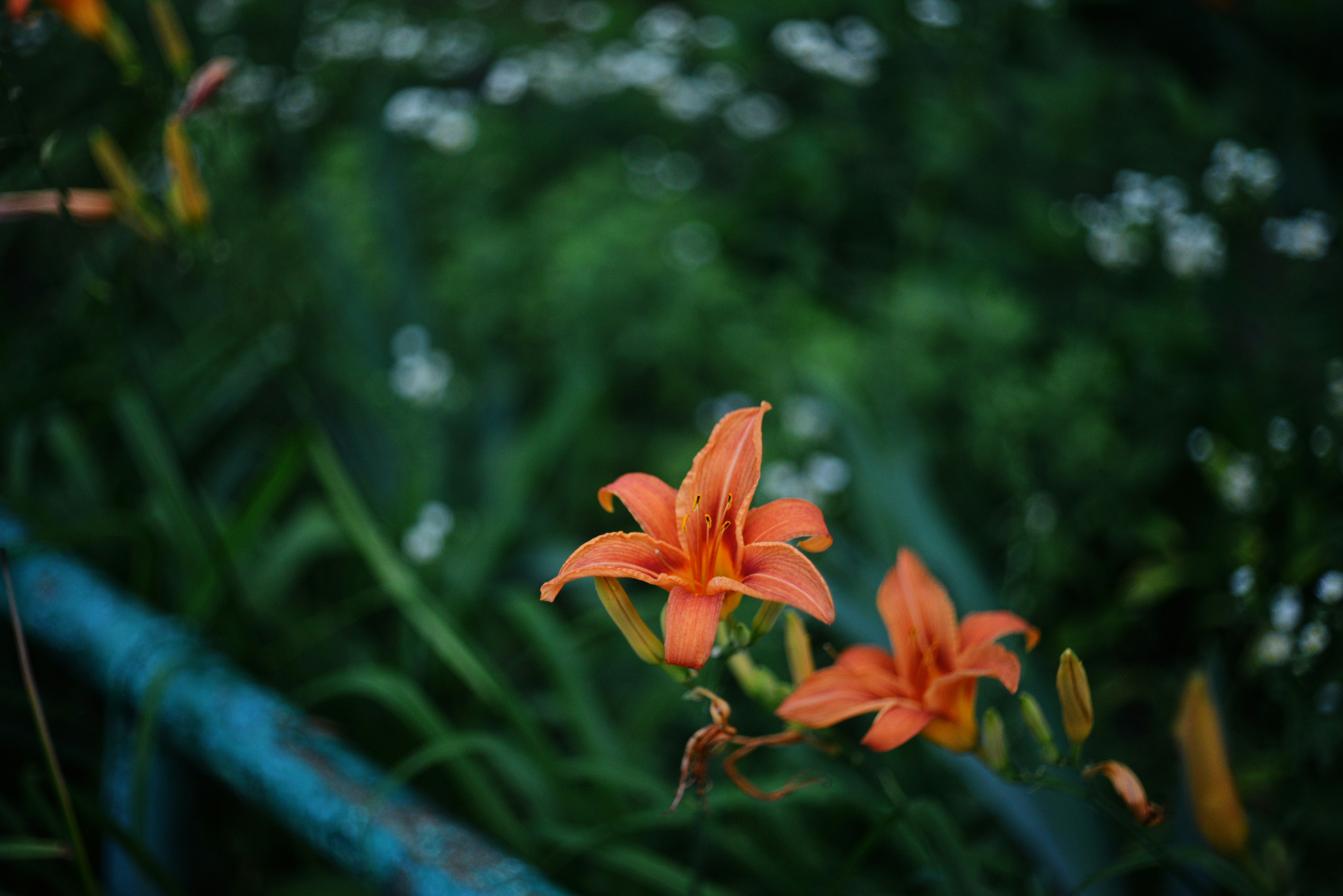 Photo by cherstve_pechivo