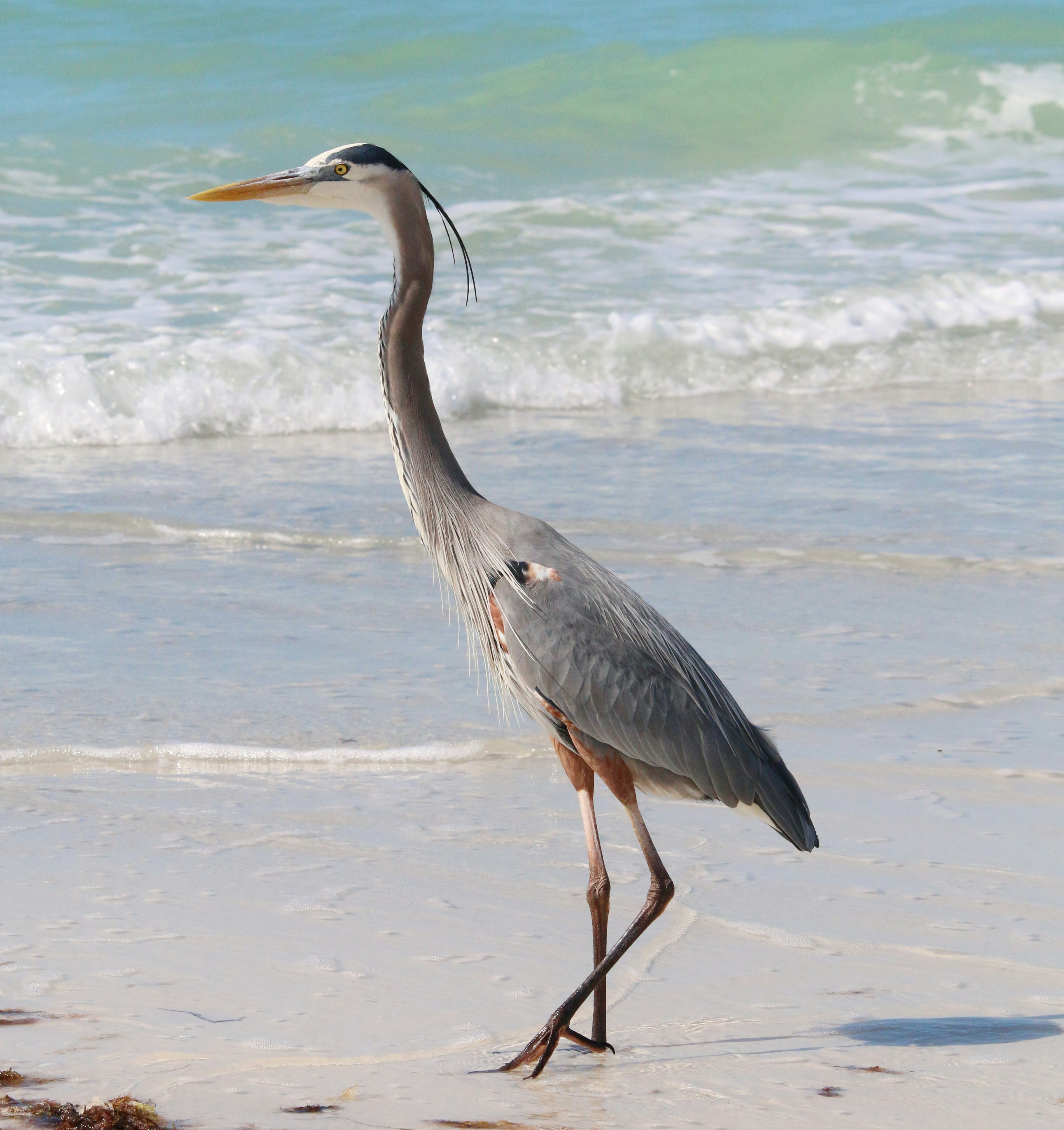 Photo by goldenplover31