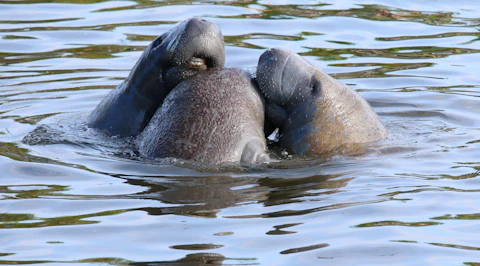 A couple of manatees that are in the water